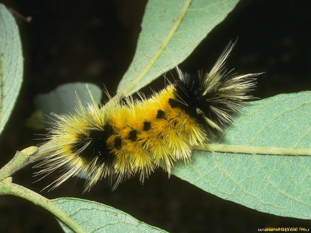 животные, гусеницы