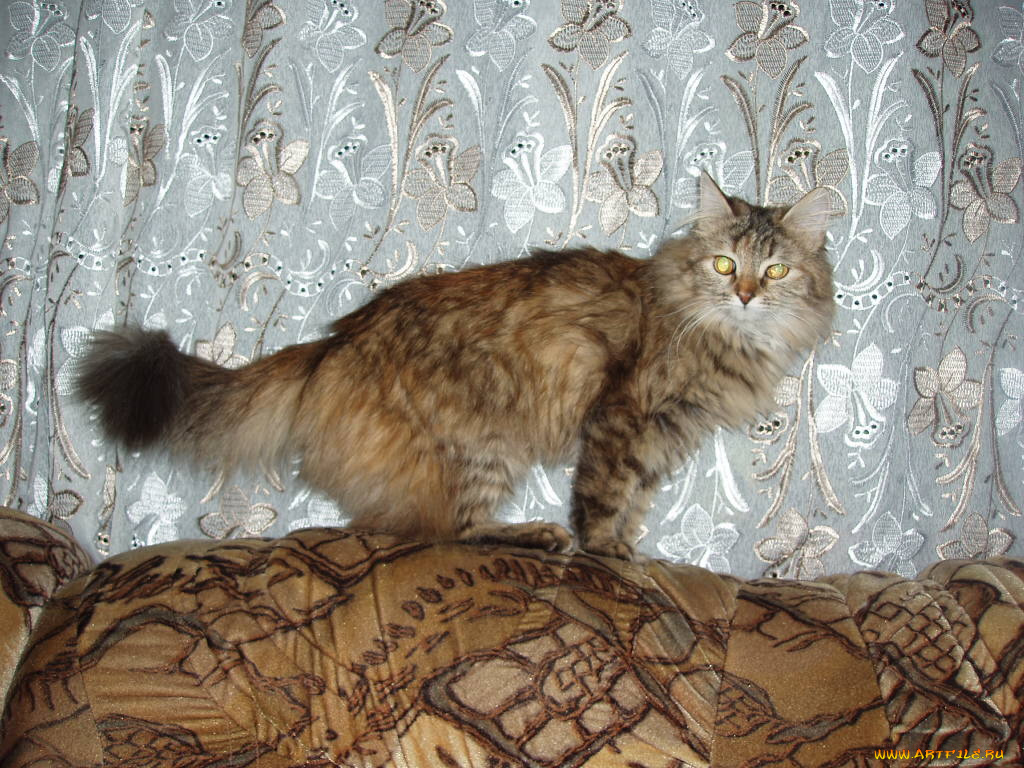 животные, коты