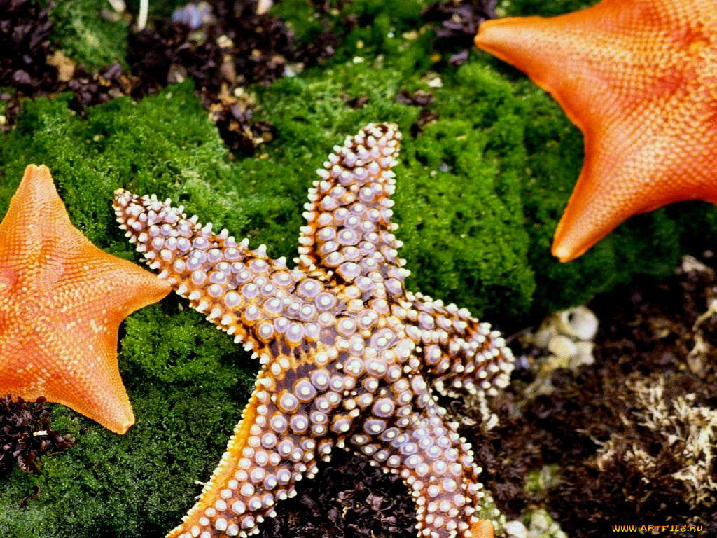 животные, морские, звёзды