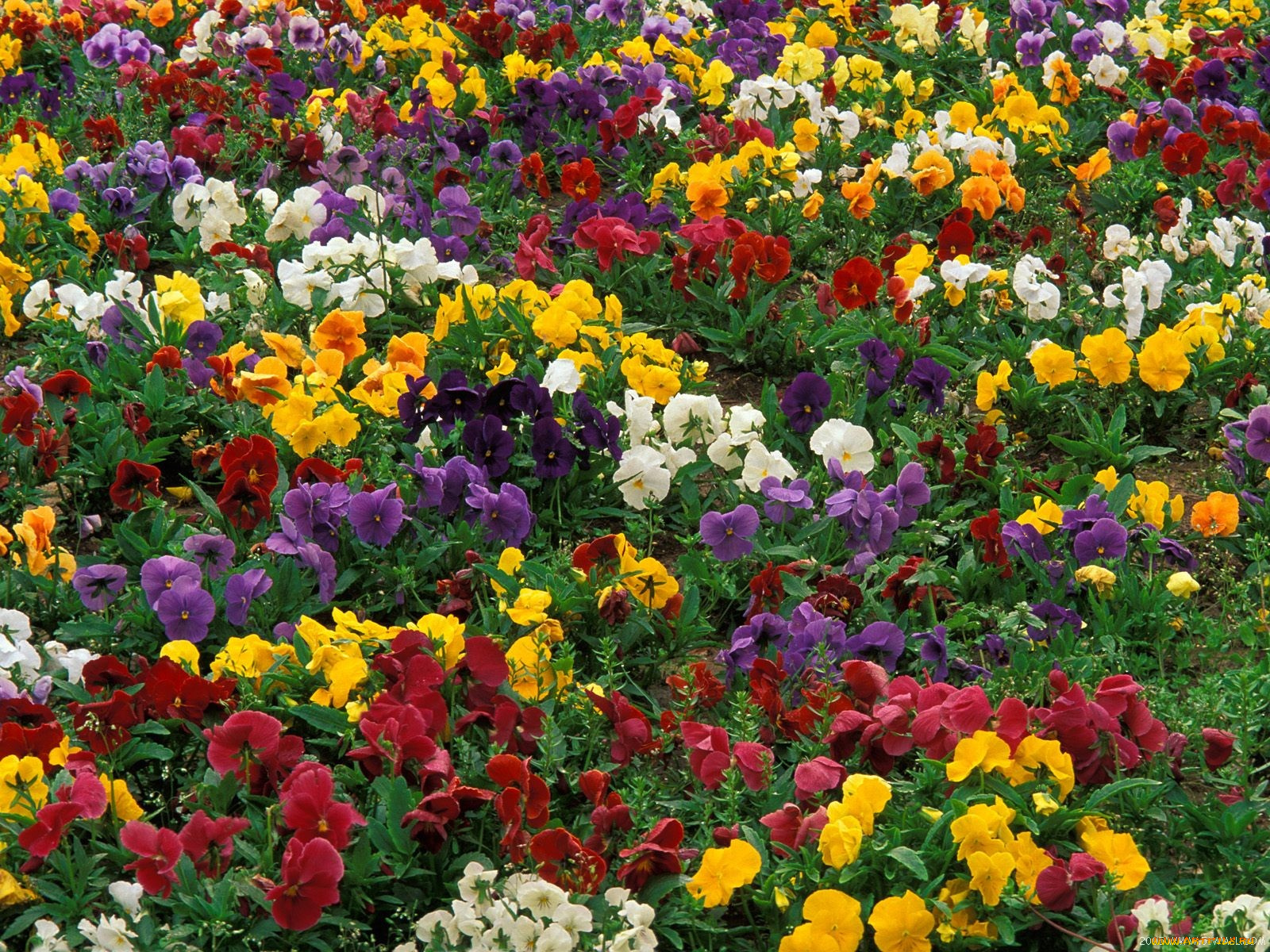 цветы, анютины, глазки, садовые, фиалки