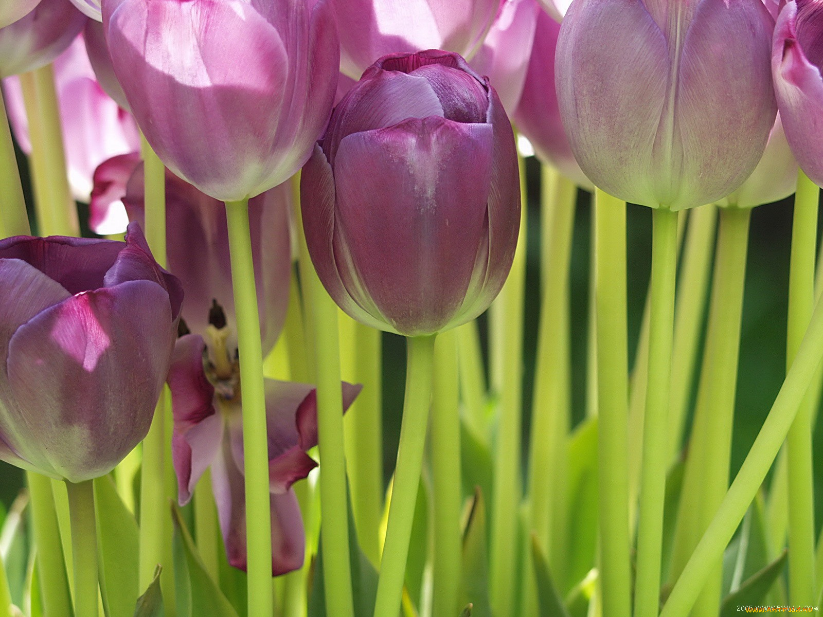 цветы, тюльпаны