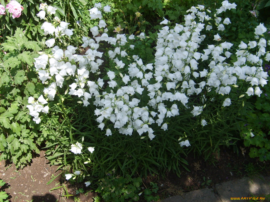 цветы, колокольчики