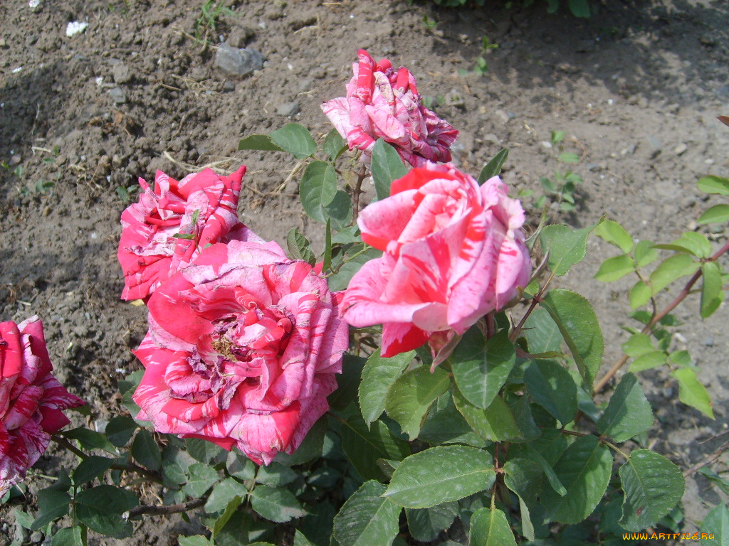 цветы, розы