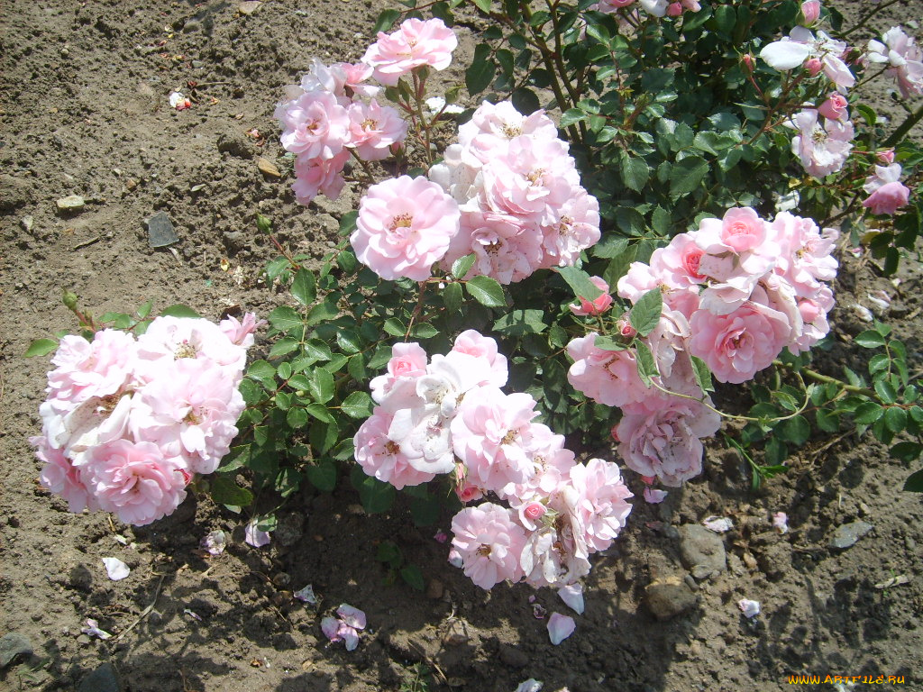 цветы, розы