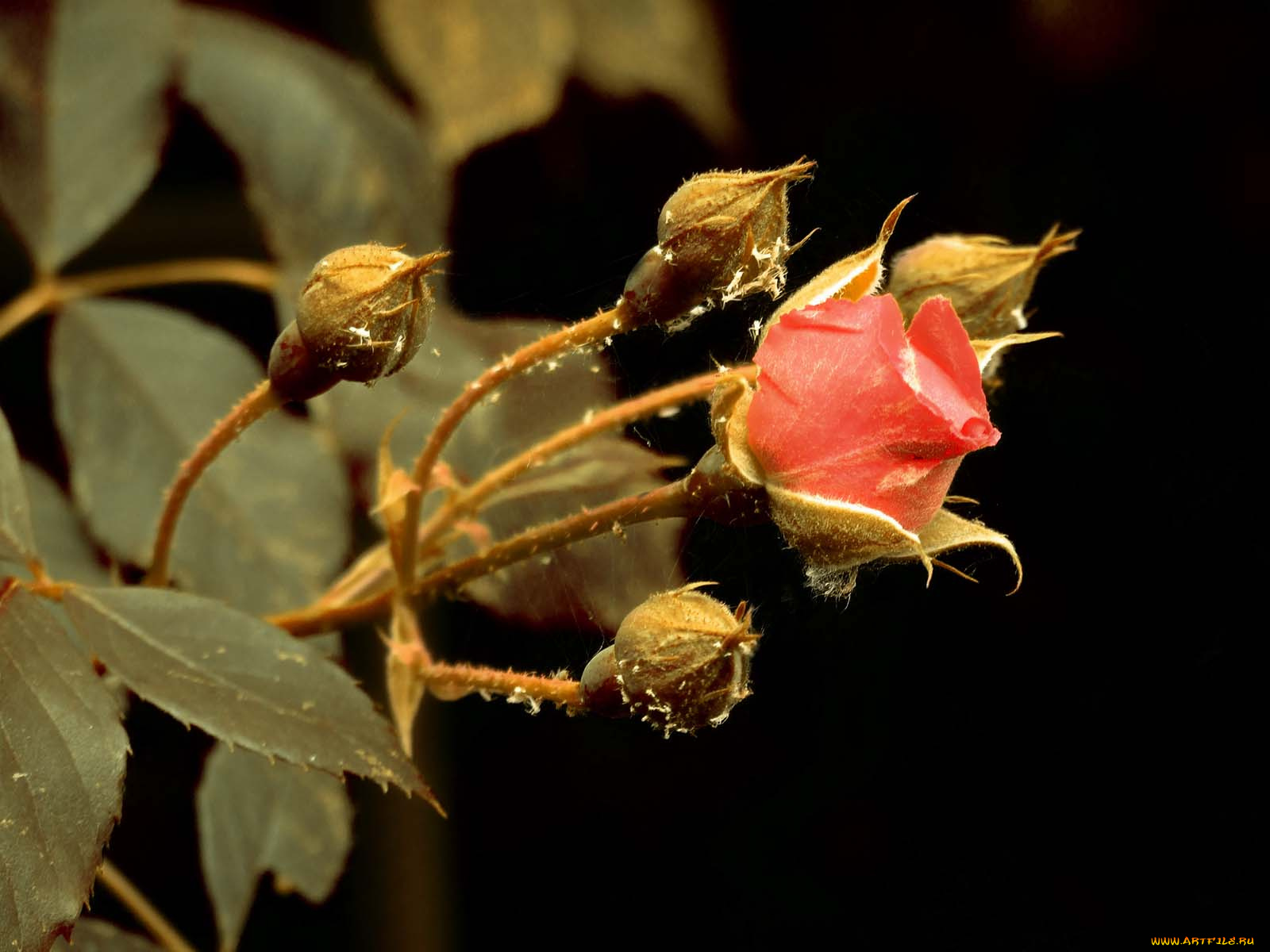 ma&, 322, r&, 243, 380, yczka, цветы, розы