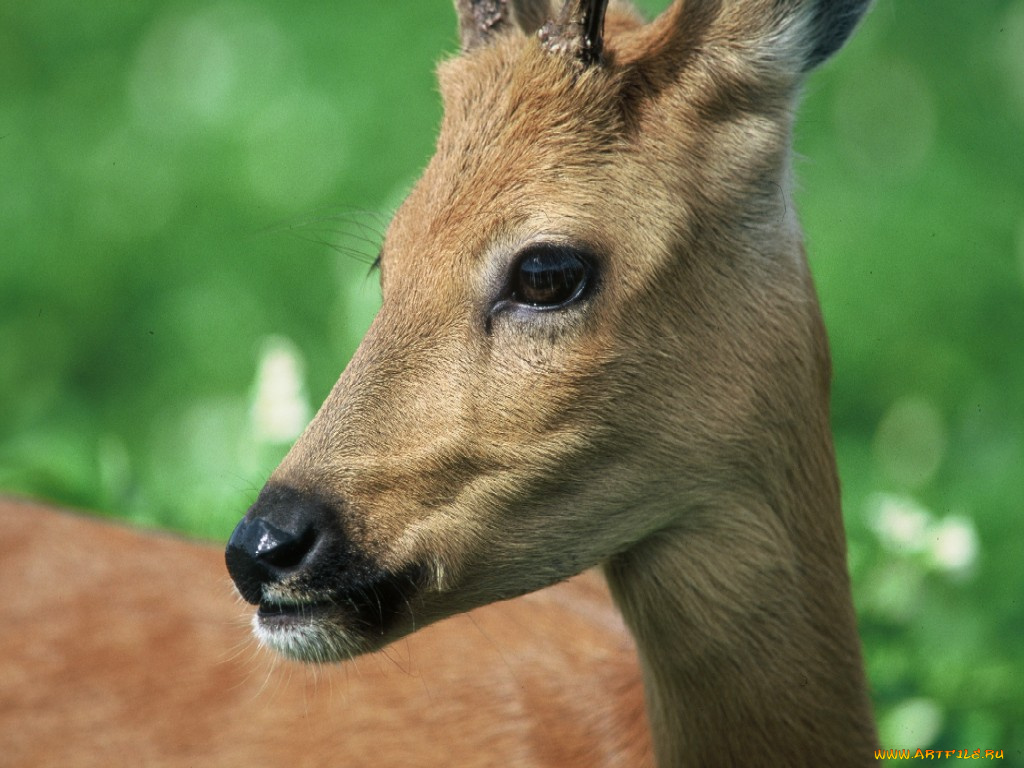 животные, олени
