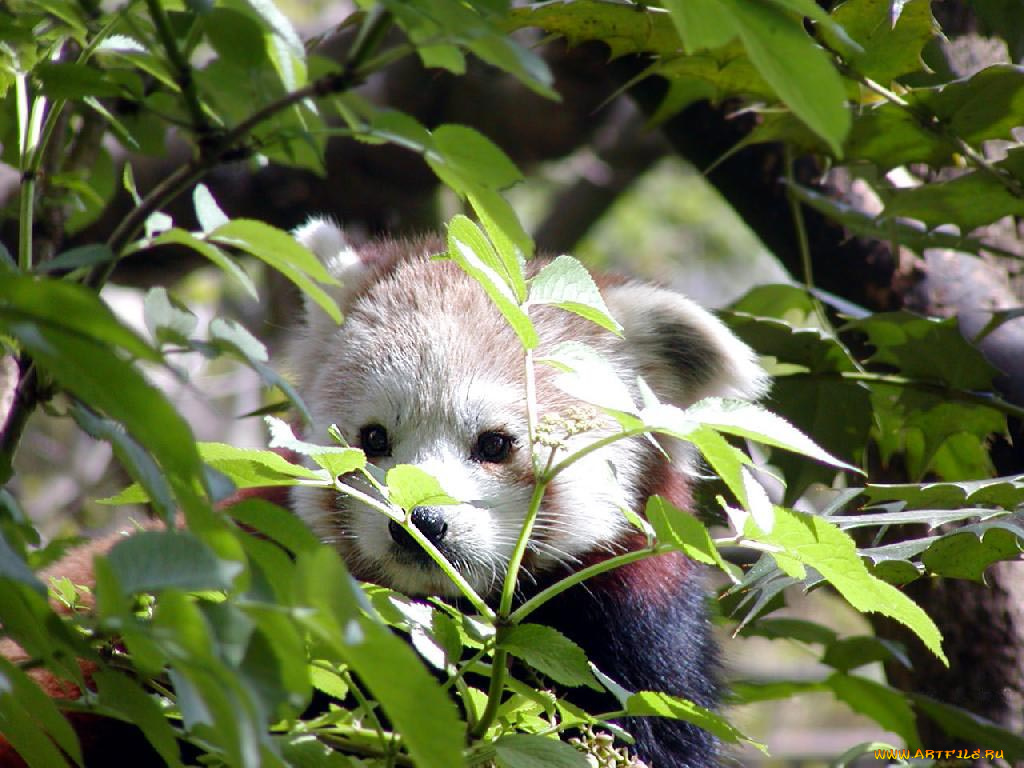 животные, панды