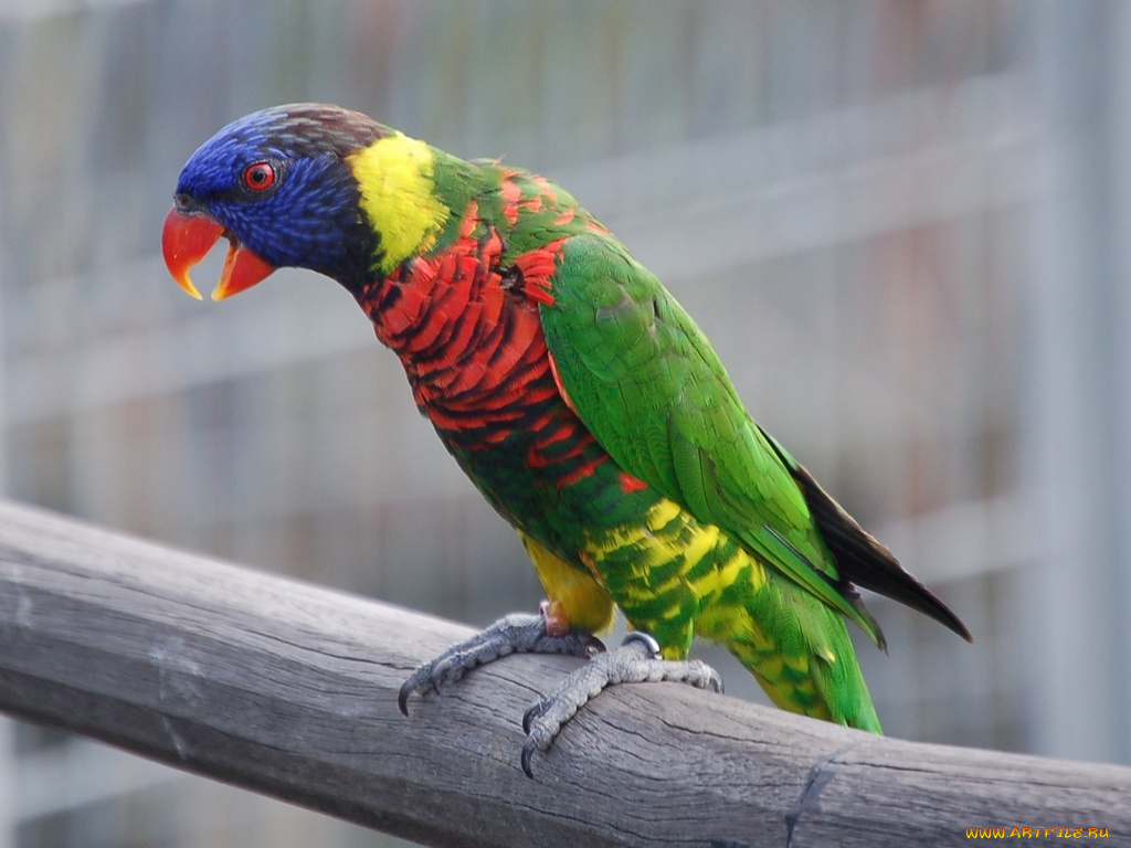 животные, попугаи