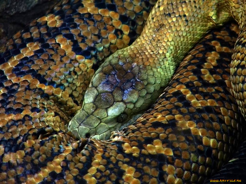 животные, змеи, питоны, кобры
