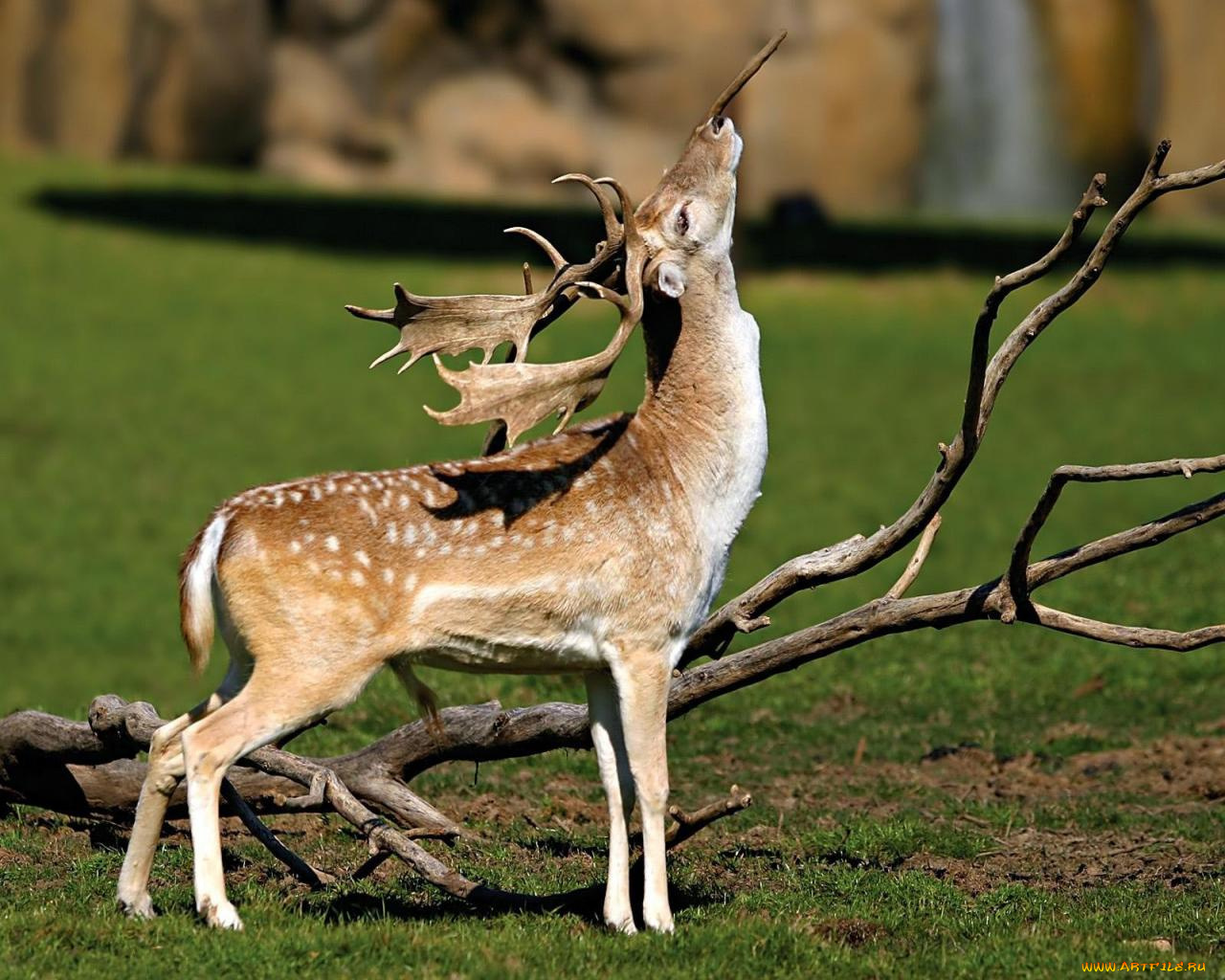 животные, олени