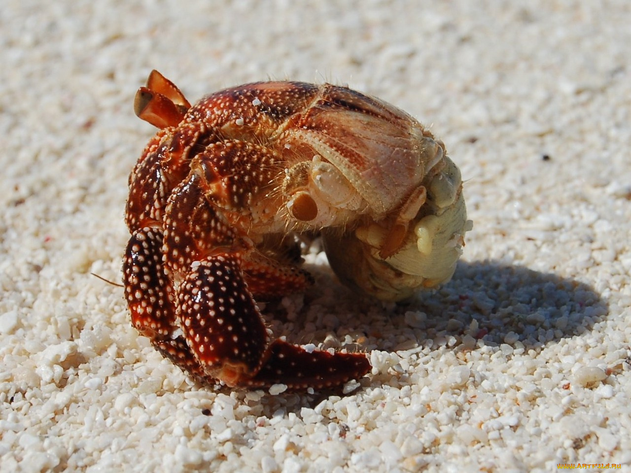 животные, крабы, раки