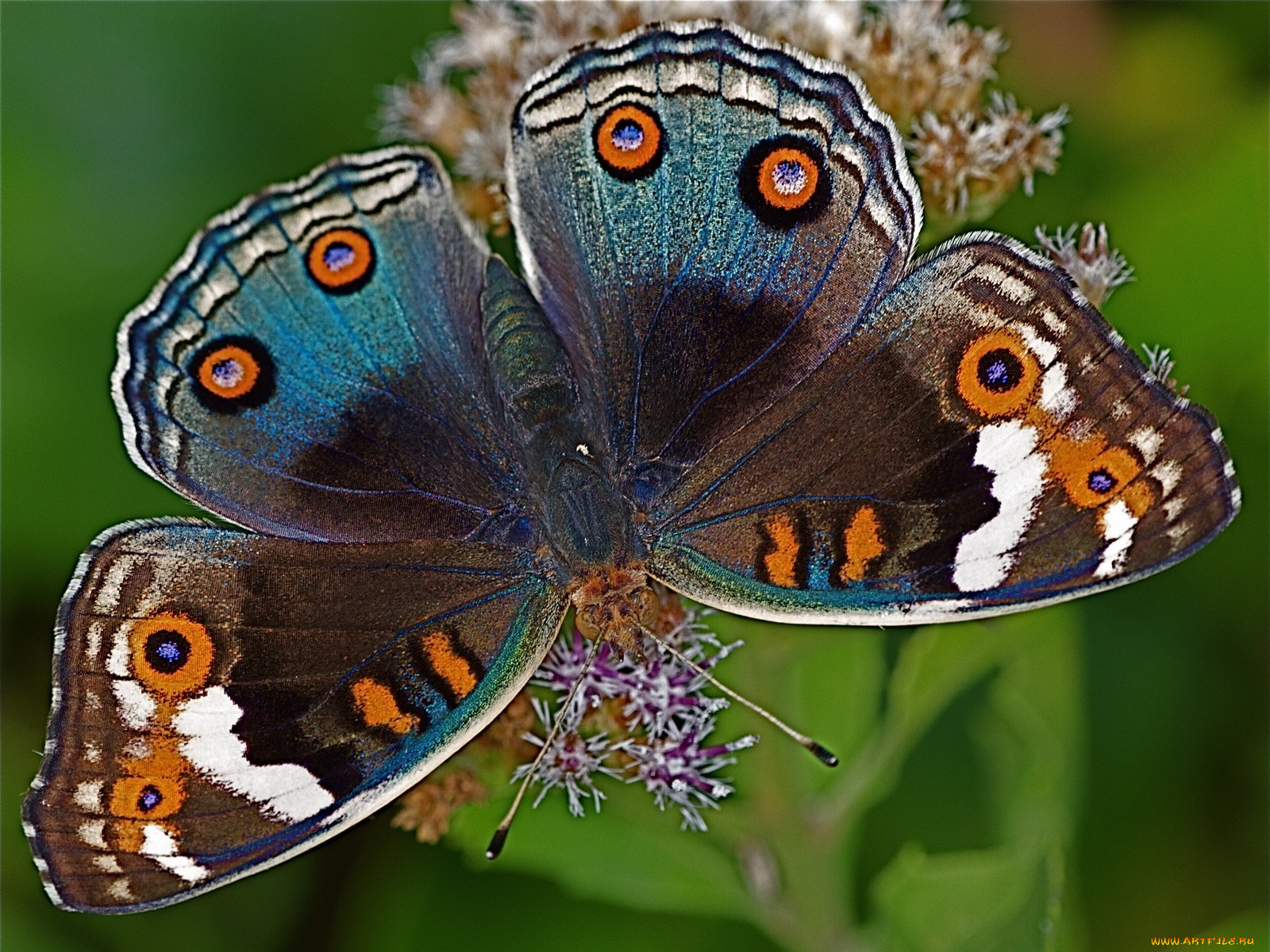 животные, бабочки