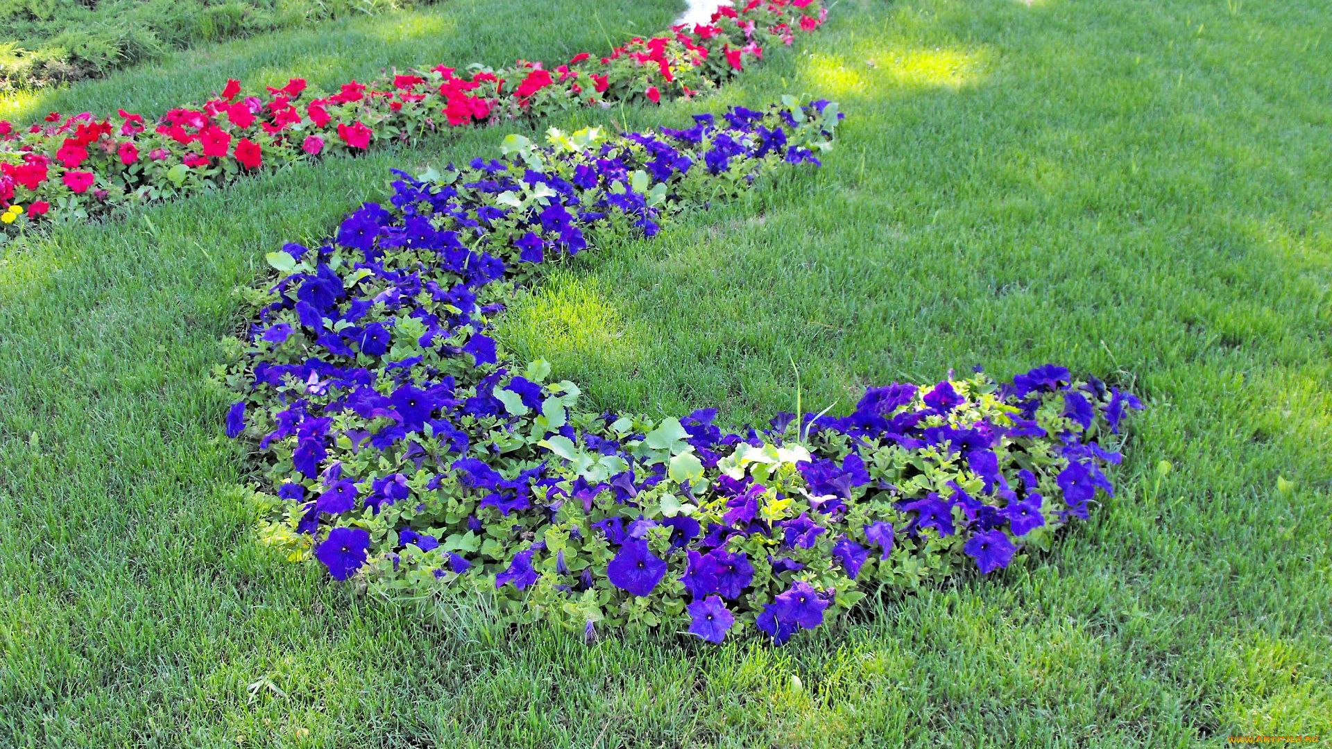 цветы, петунии, калибрахоа