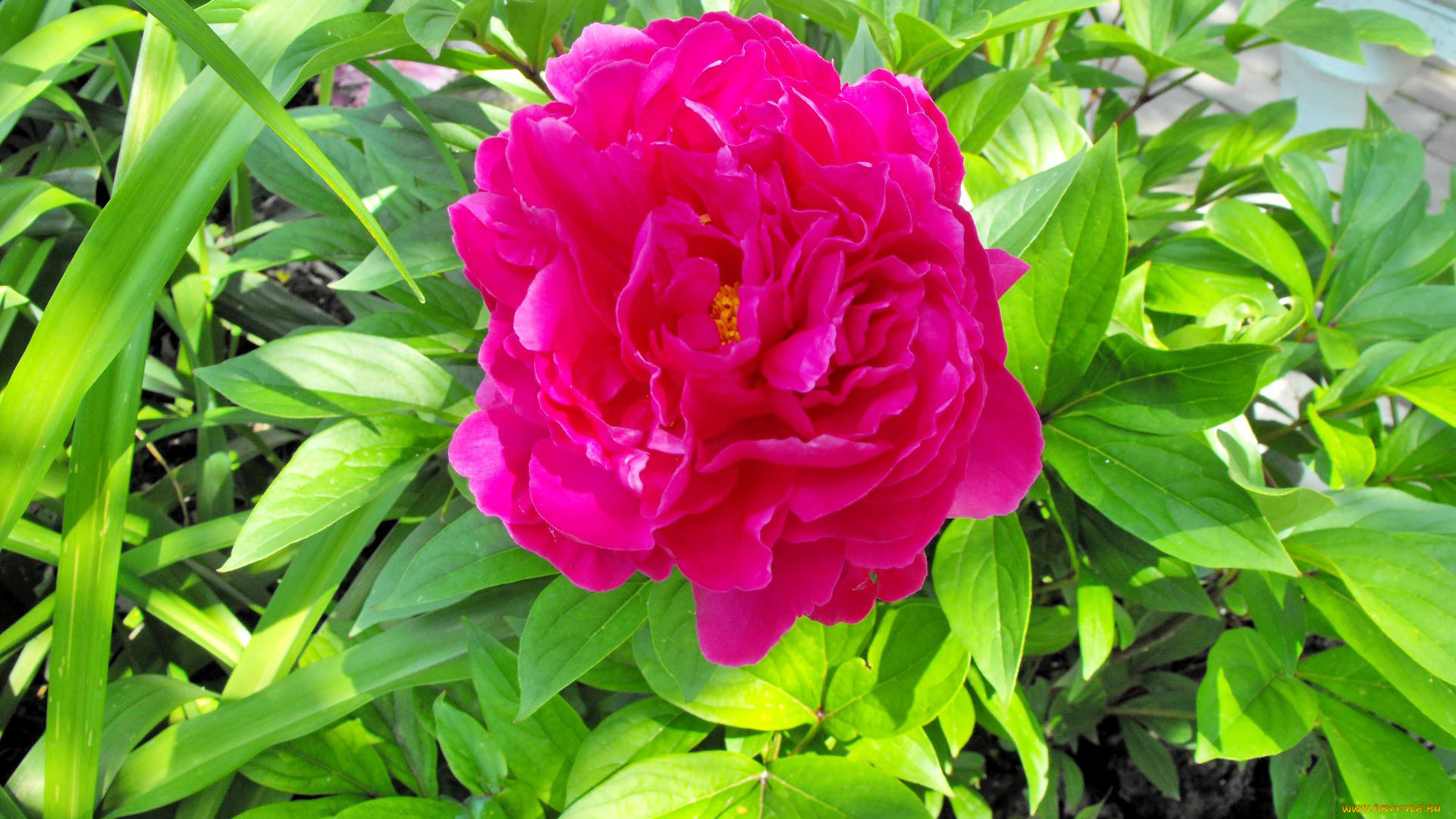 цветы, пионы