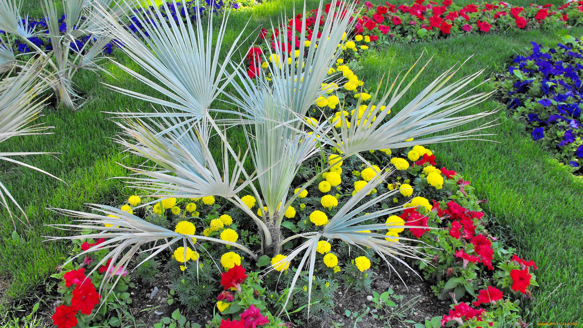 цветы, разные, вместе