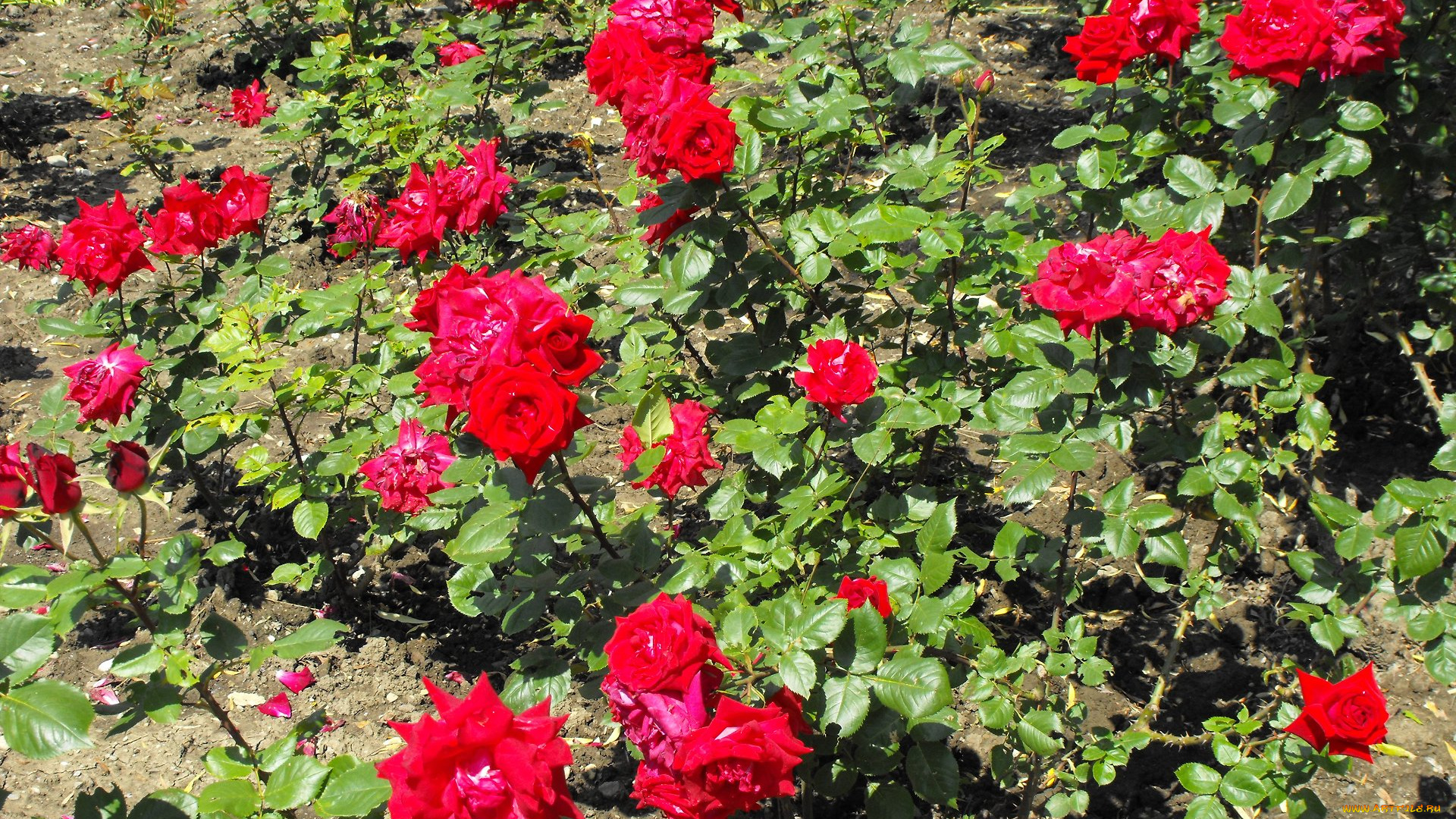 цветы, розы