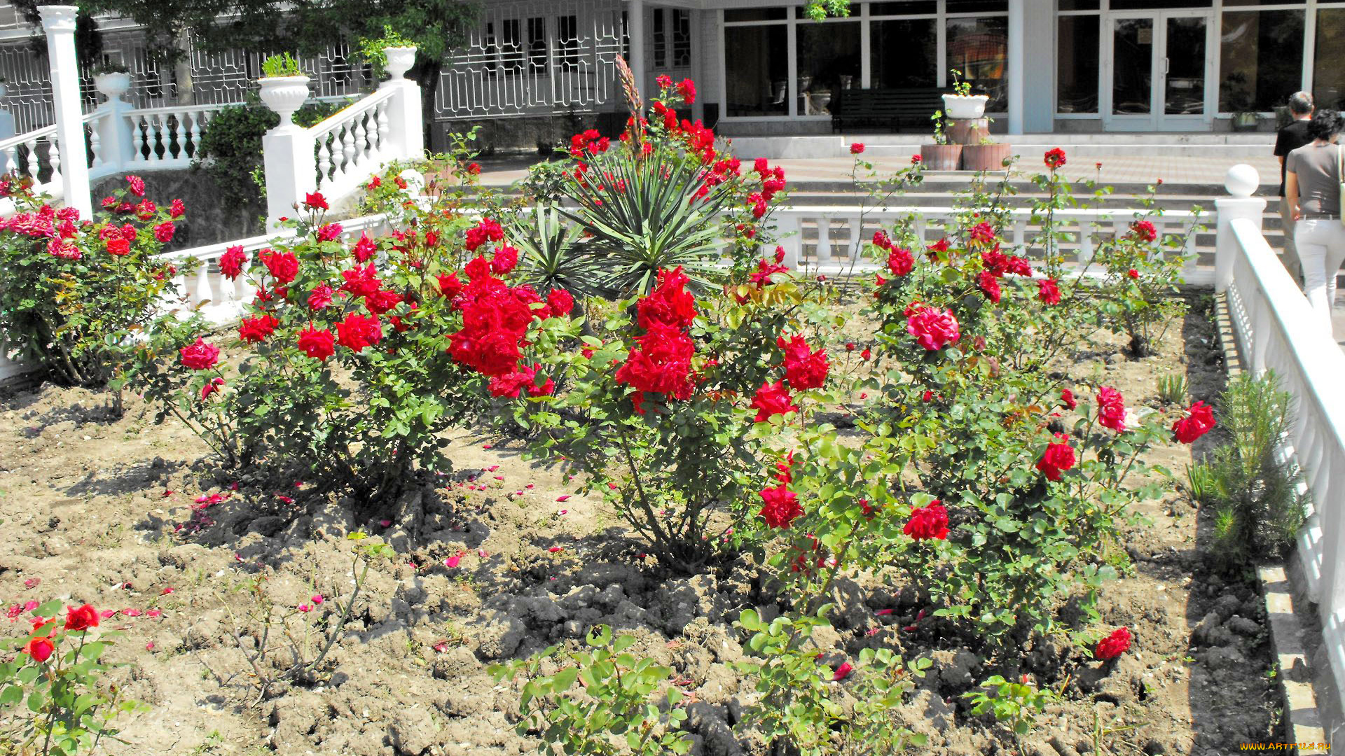 цветы, розы