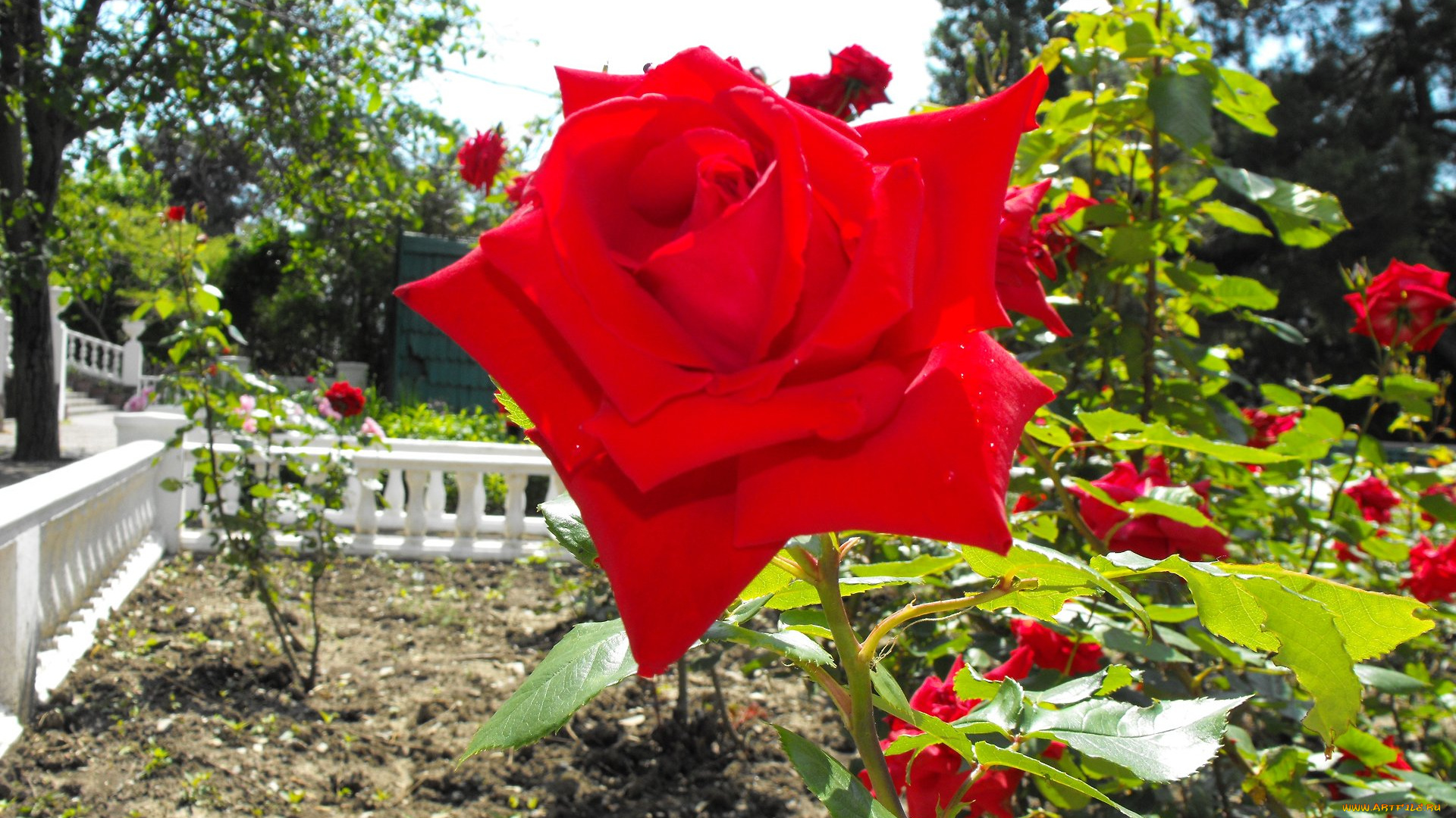 цветы, розы