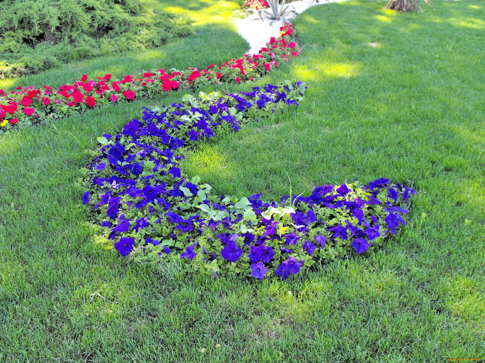 цветы, петунии, калибрахоа