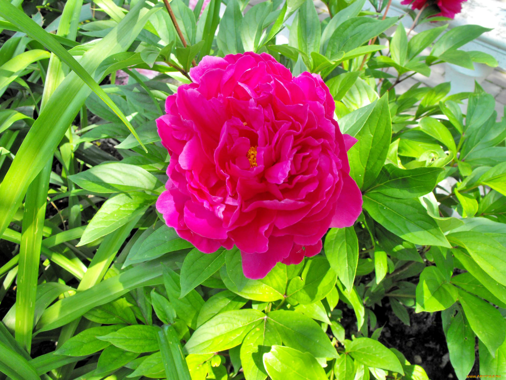 цветы, пионы