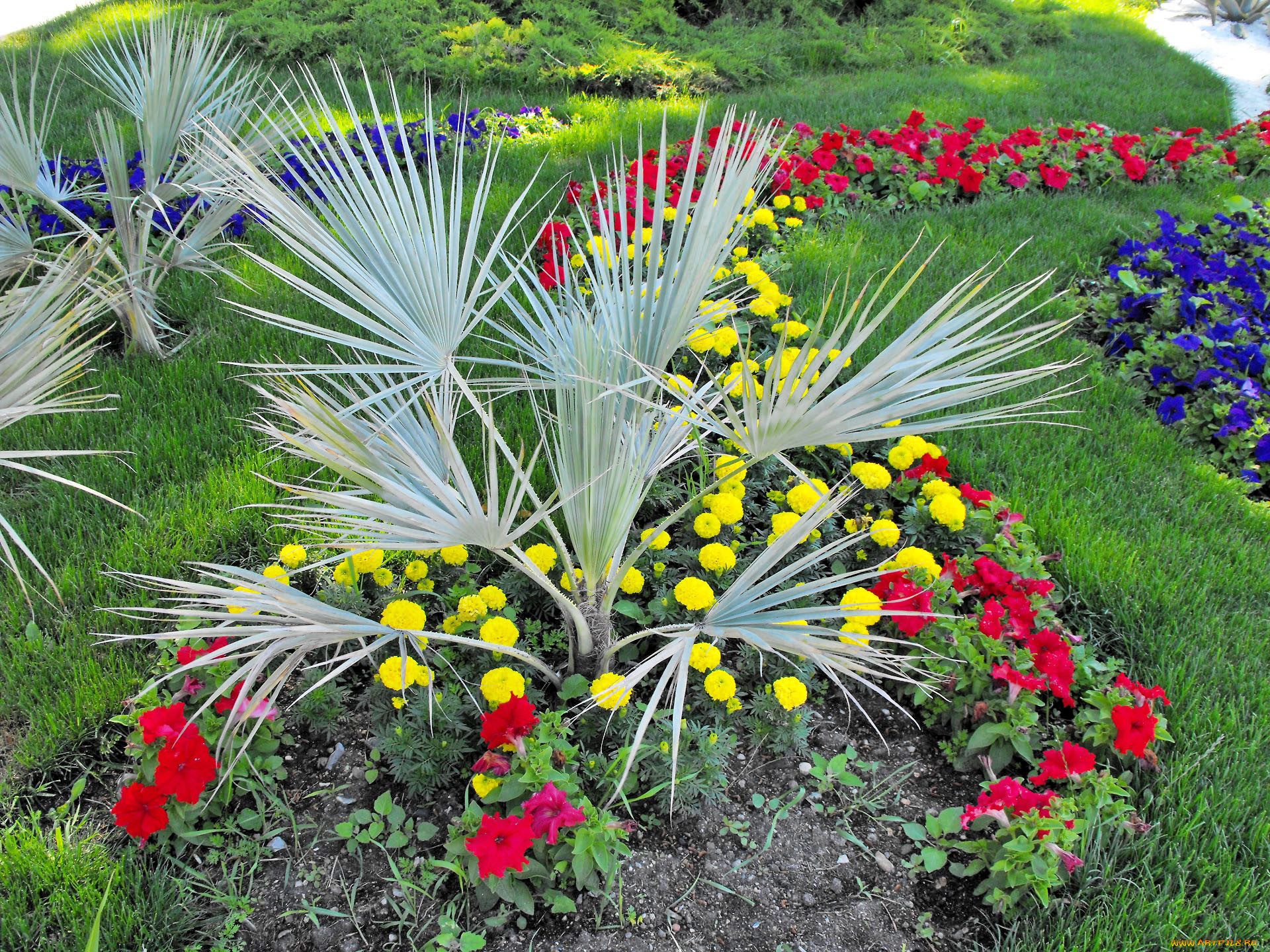 цветы, разные, вместе