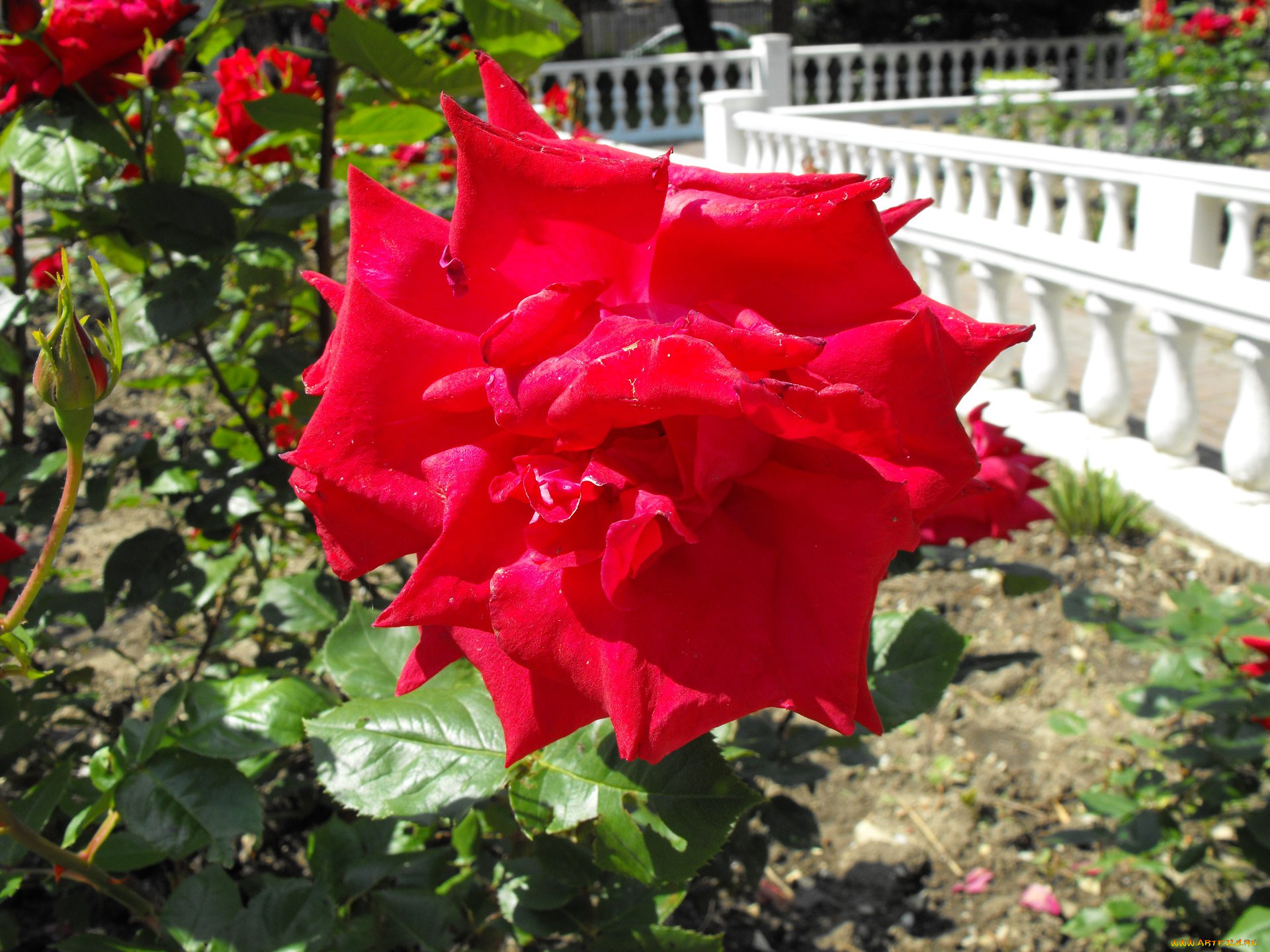 цветы, розы