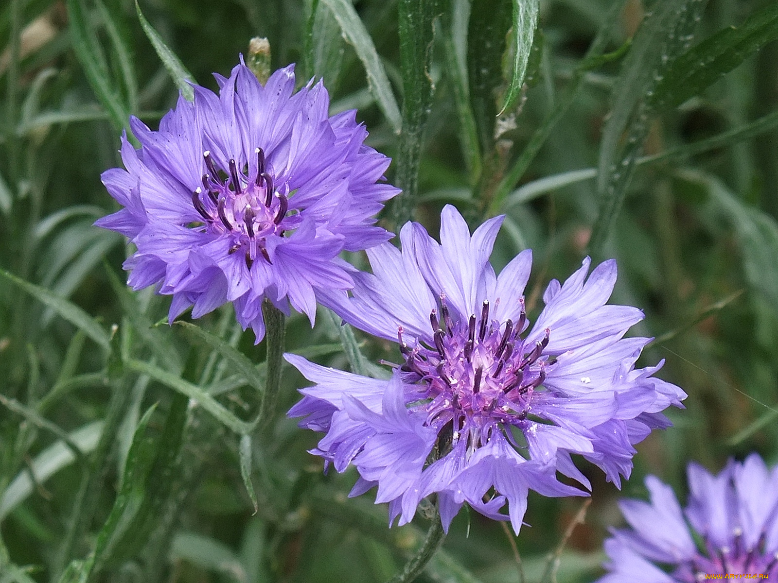 цветы, васильки, цветок