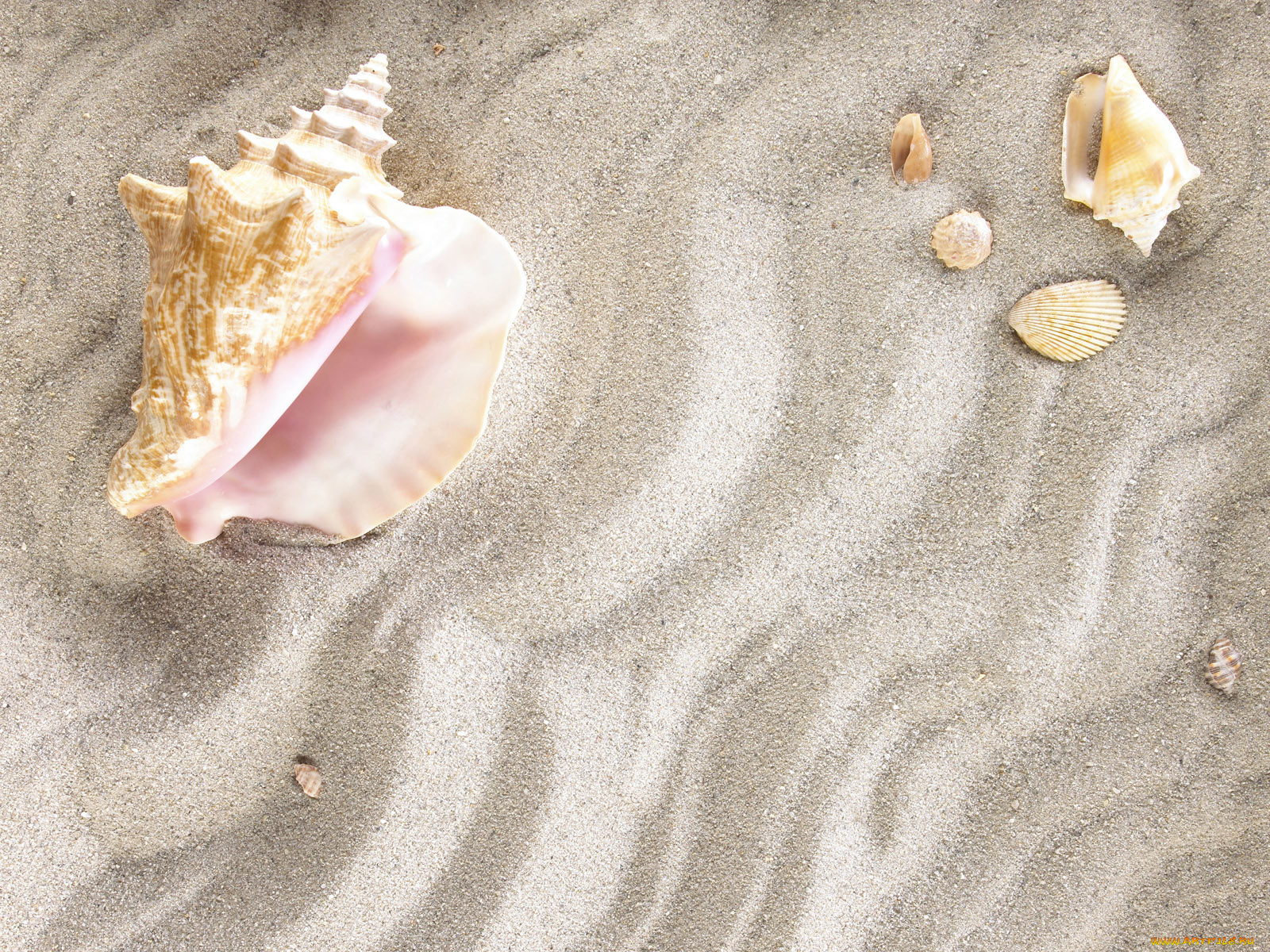 разное, ракушки, кораллы, декоративные, spa, камни