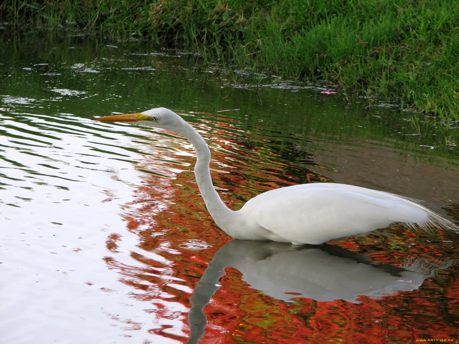 животные, цапли, белый, вода, цапля