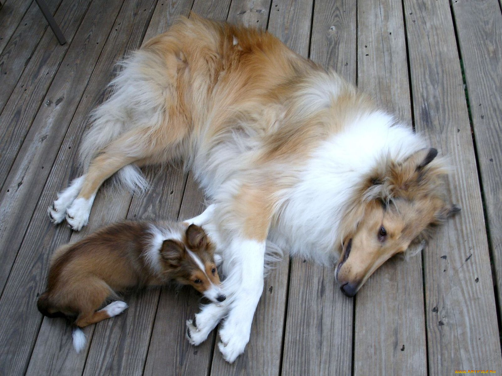 животные, собаки, колли