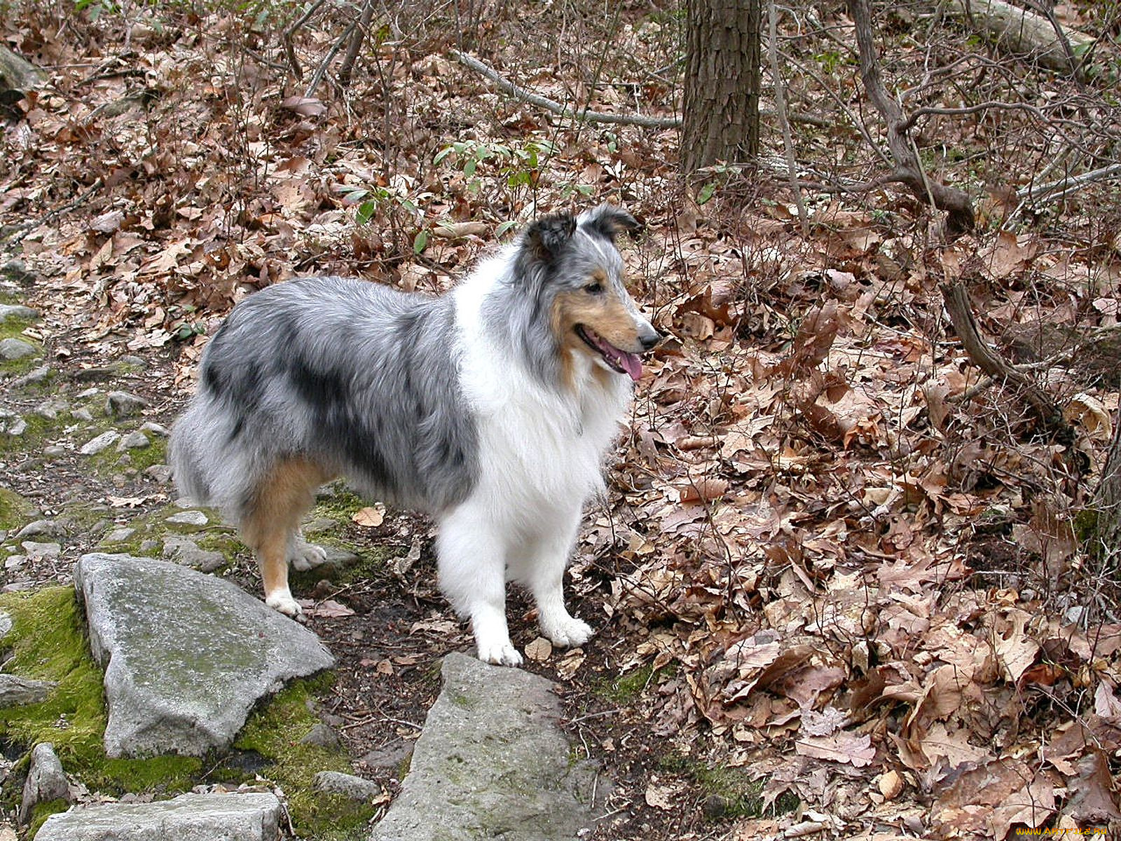 животные, собаки, колли