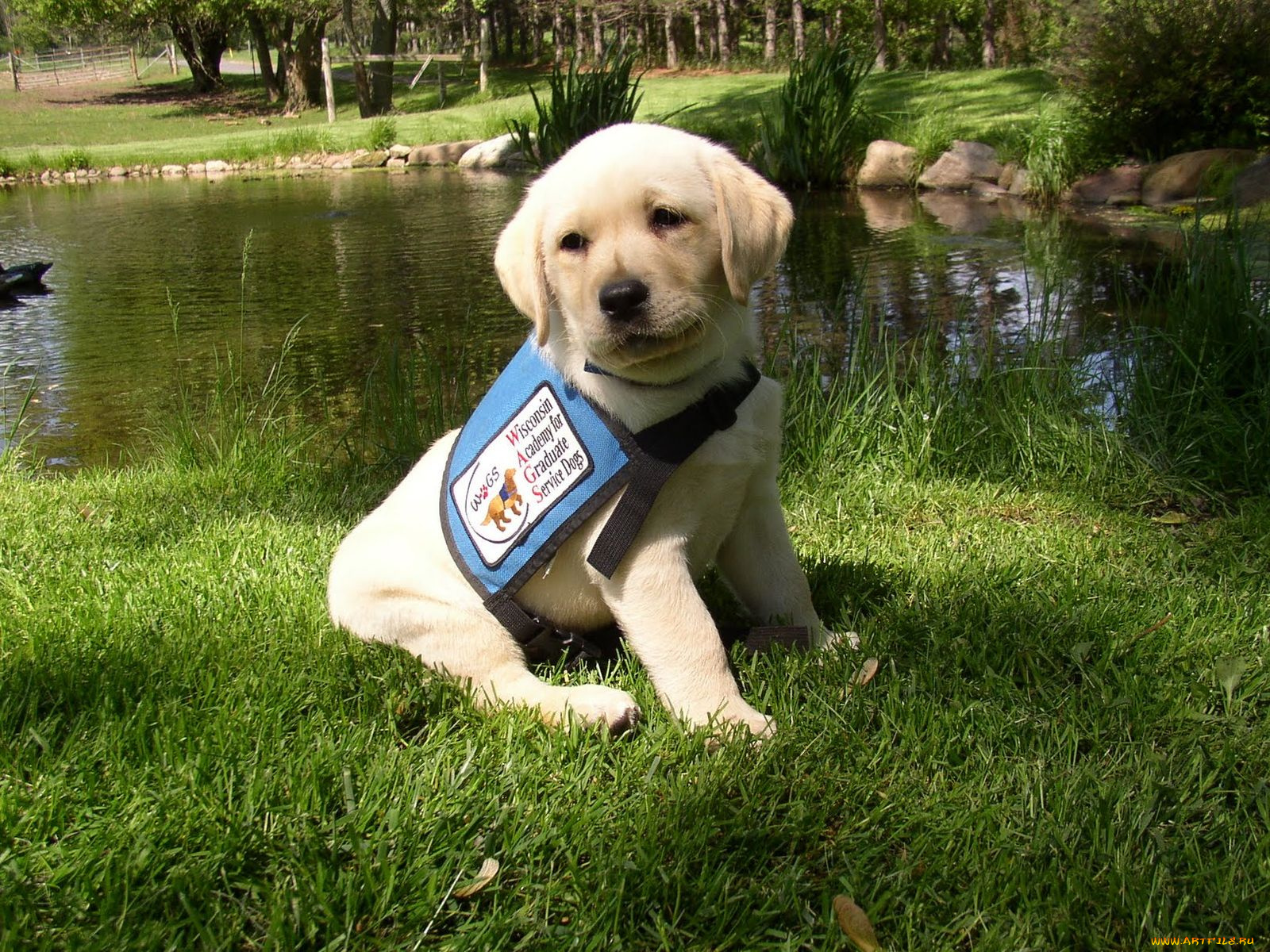 животные, собаки, ретривер