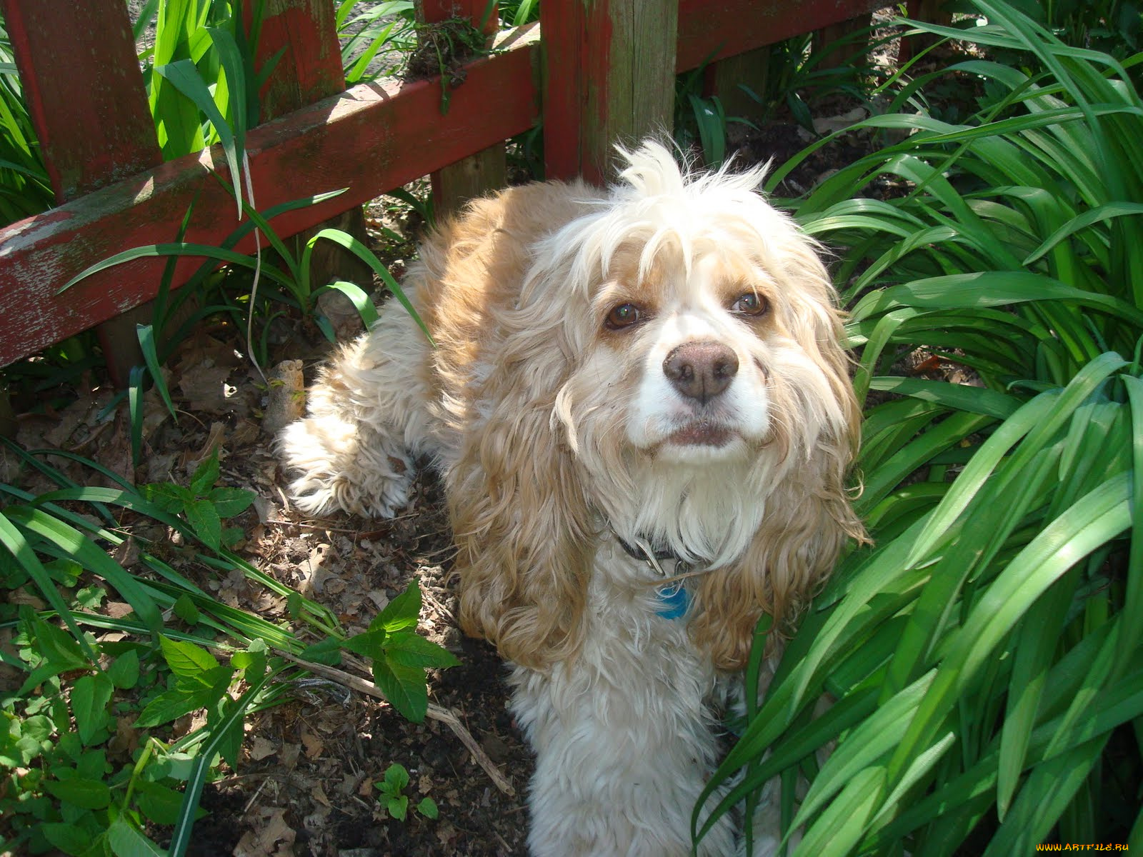 животные, собаки, спаниель