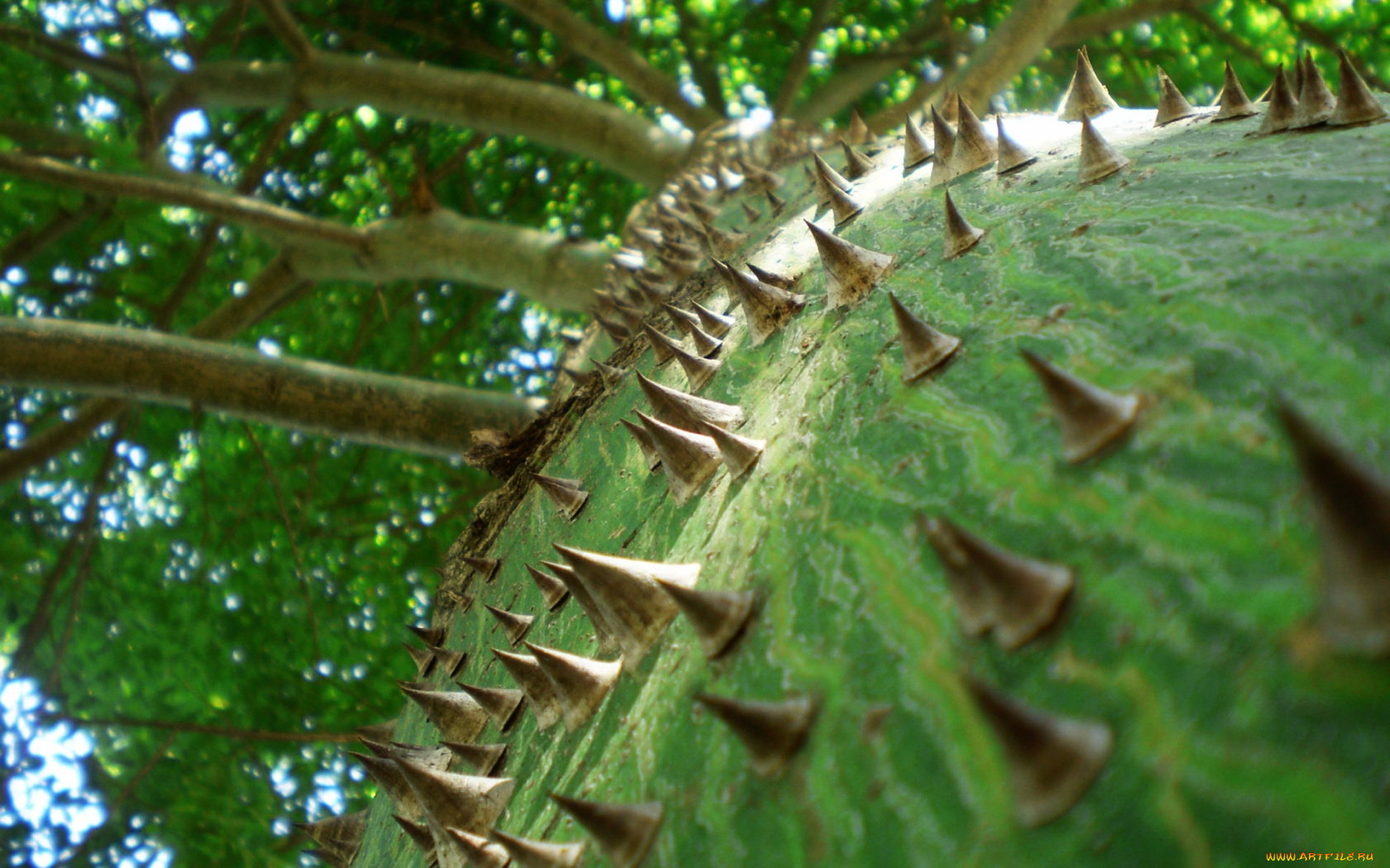 природа, деревья, ствол, шипы, ветви