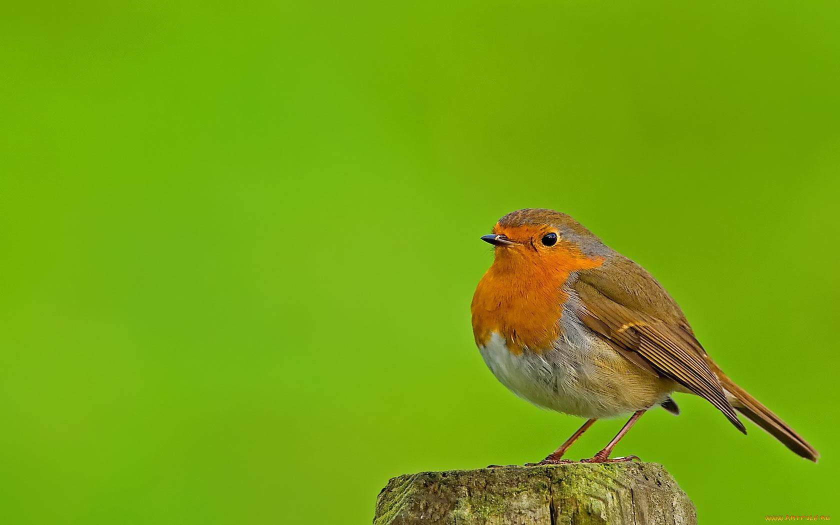 животные, зарянки, малиновки