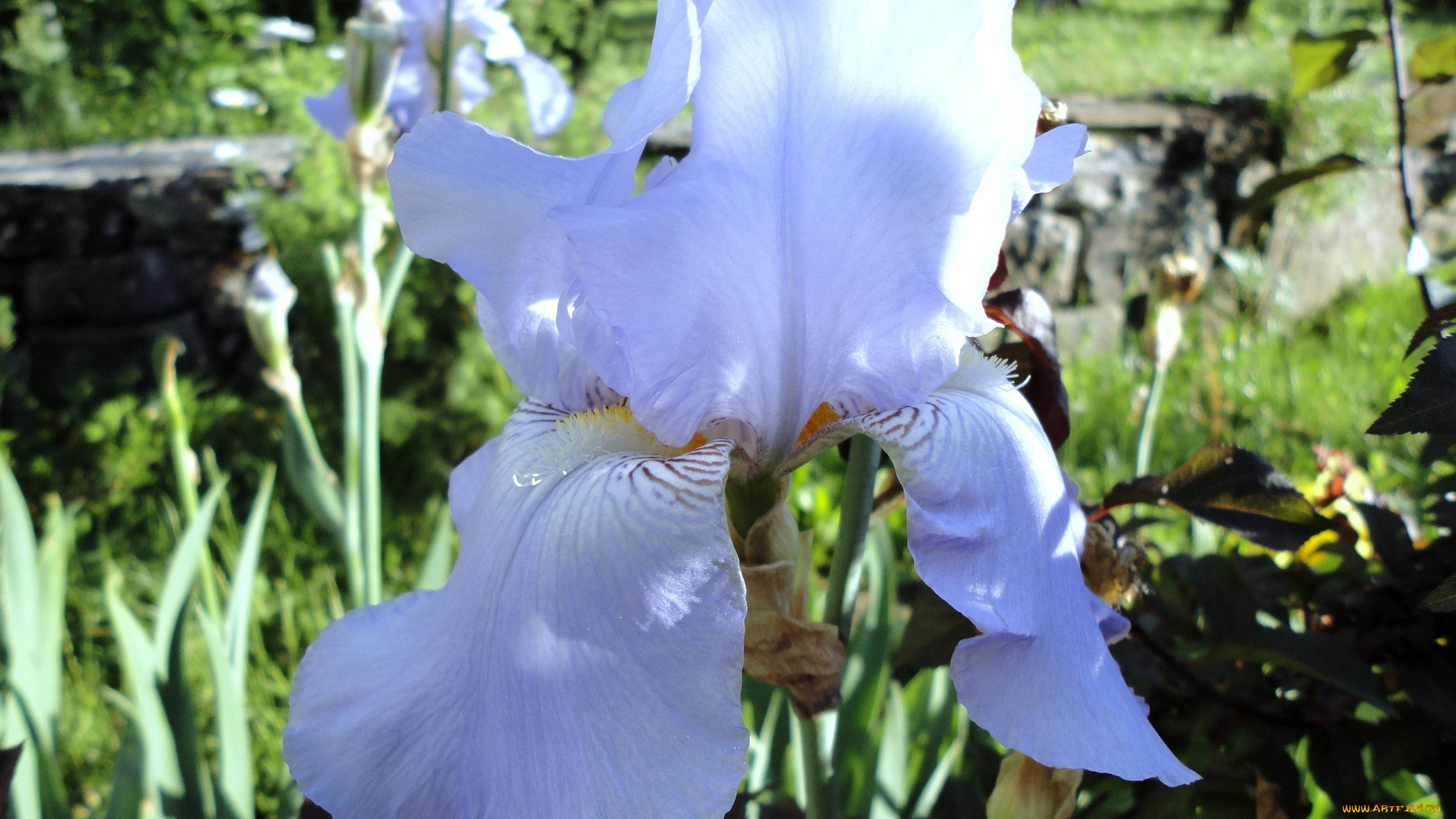 цветы, ирисы, голубой, нежность