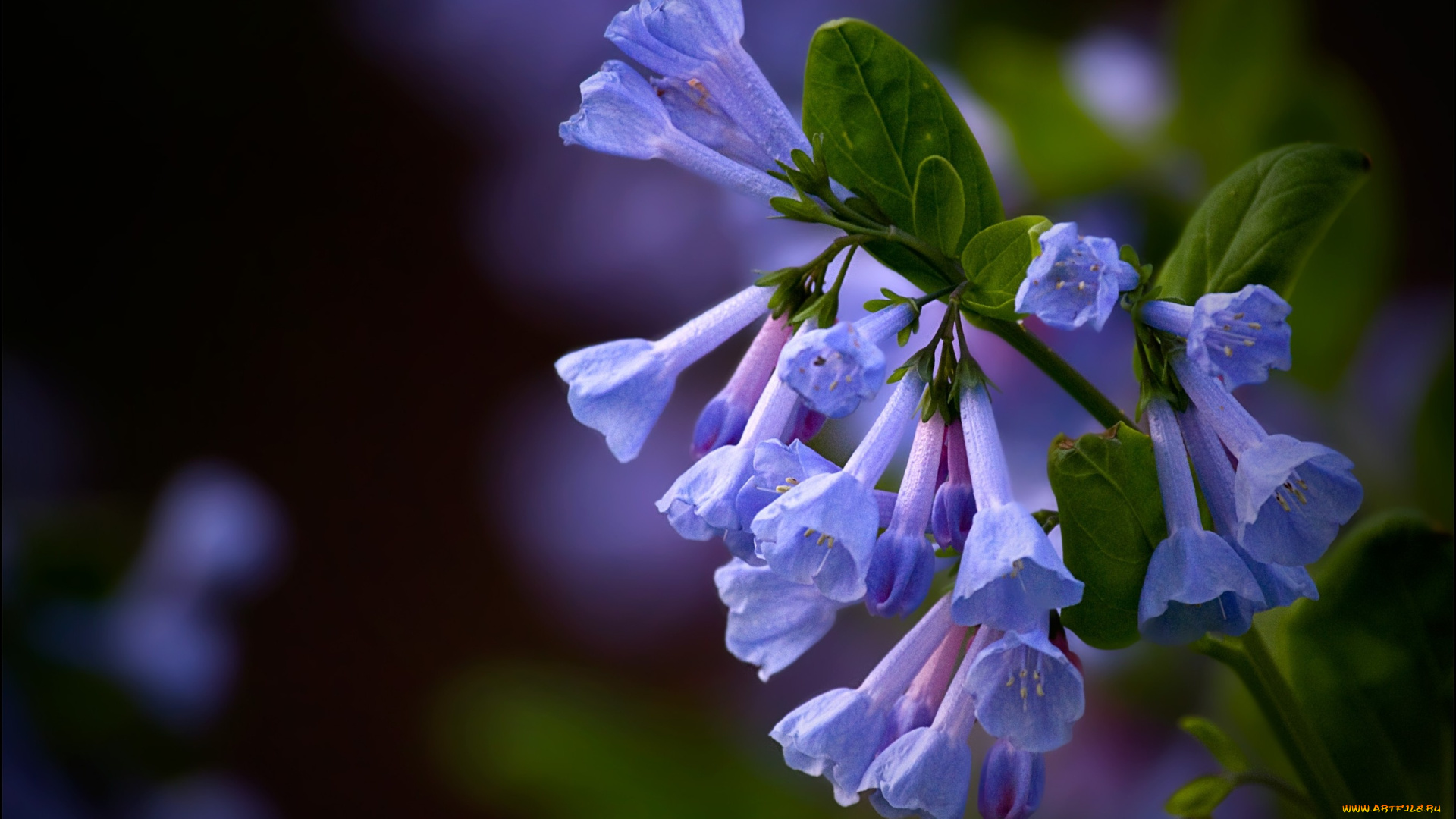 цветы, луговые, полевые, синий, голубой