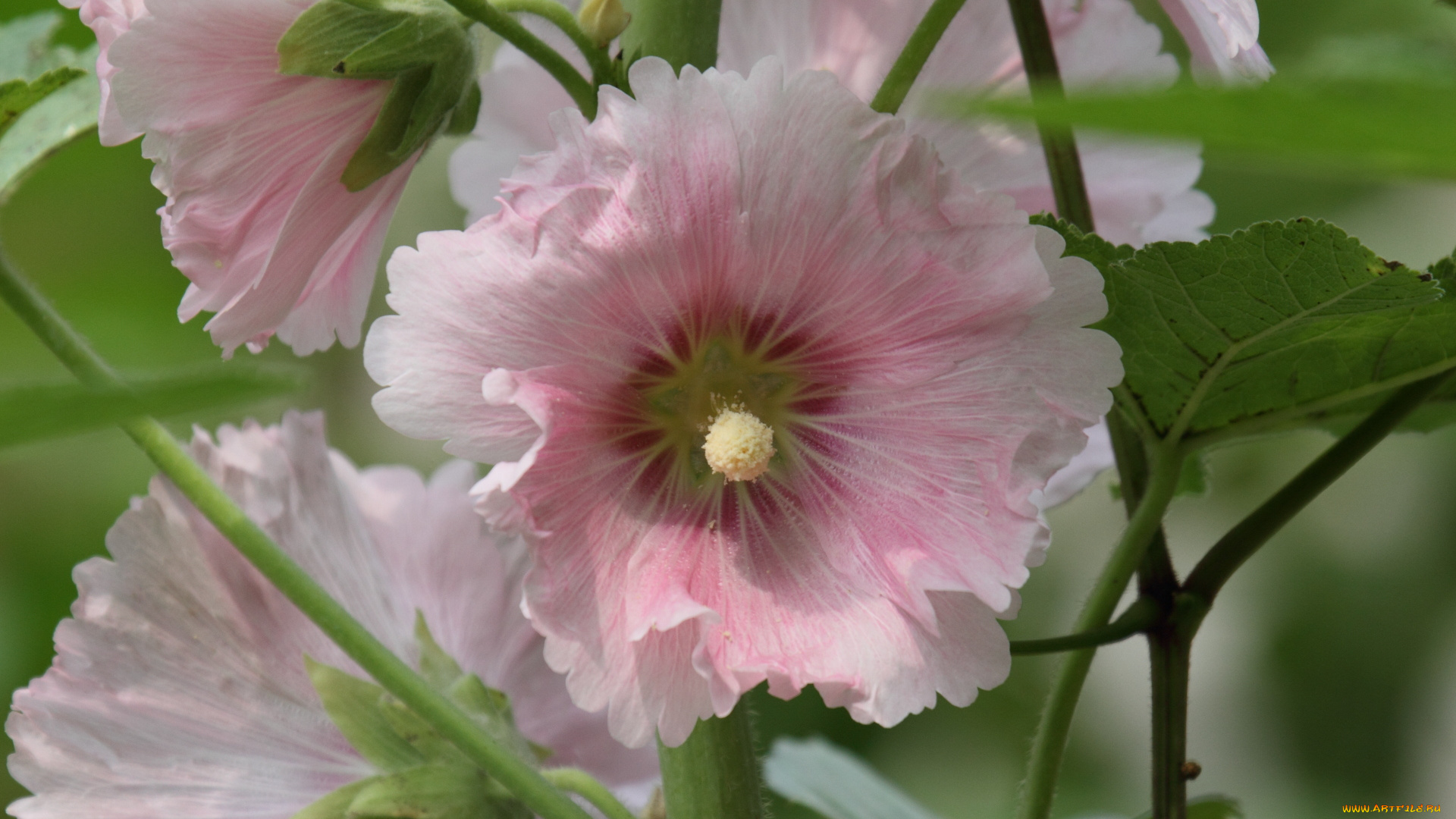 цветы, мальвы, мальва, цветок, лето