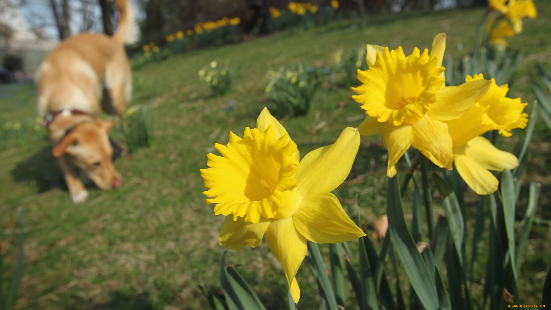 цветы, нарциссы, желтый