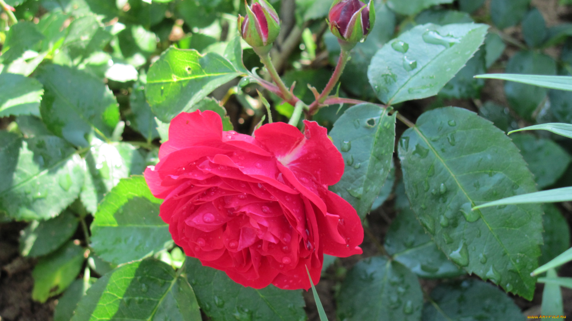 цветы, розы, дождевые, капли, два, бутона, красный, цветок