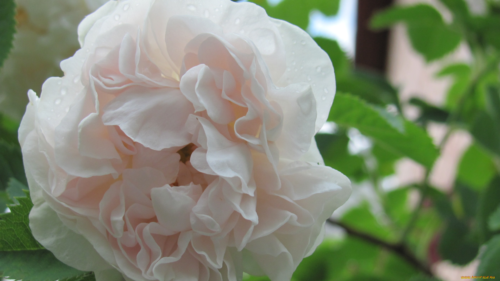 цветы, розы, кремовый, цветок