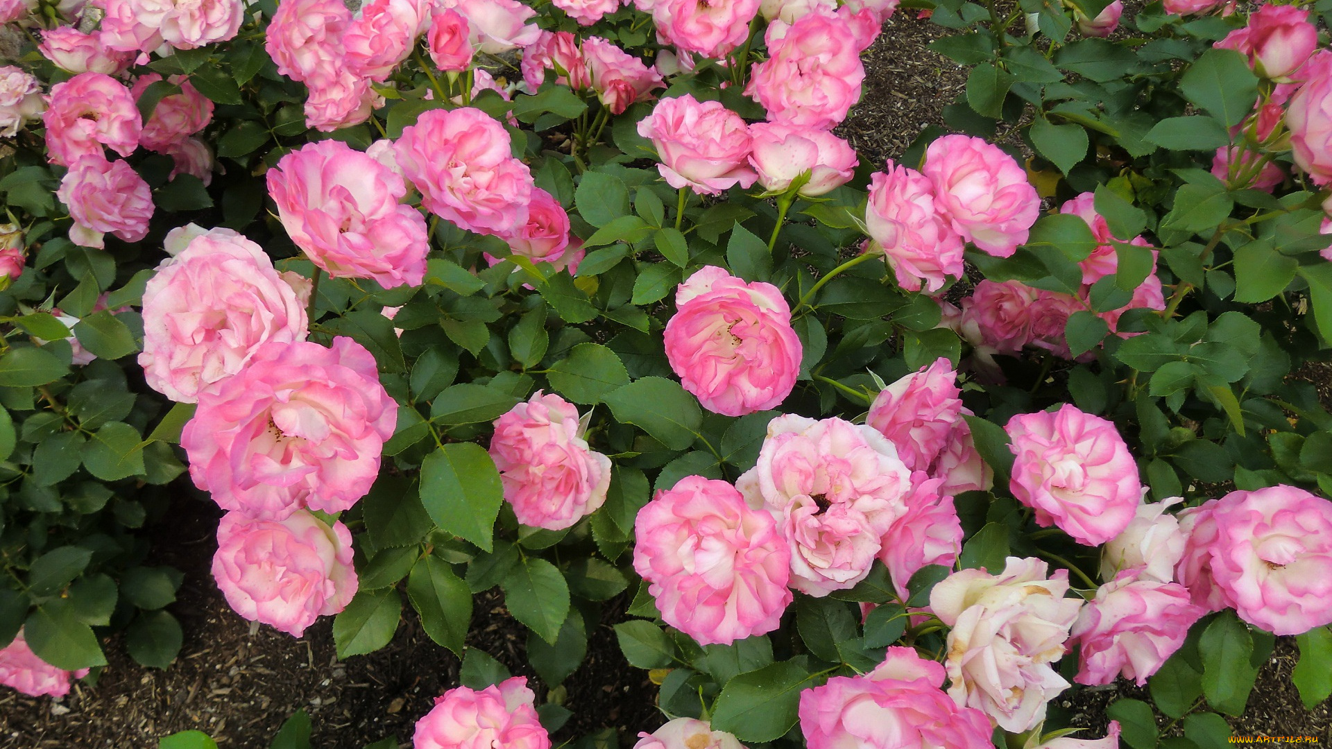 цветы, розы, куст