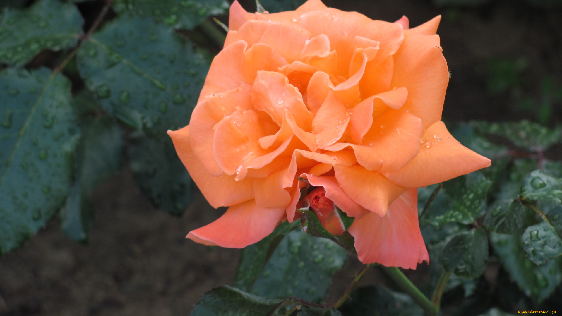 цветы, розы, роза, персикового, цвета