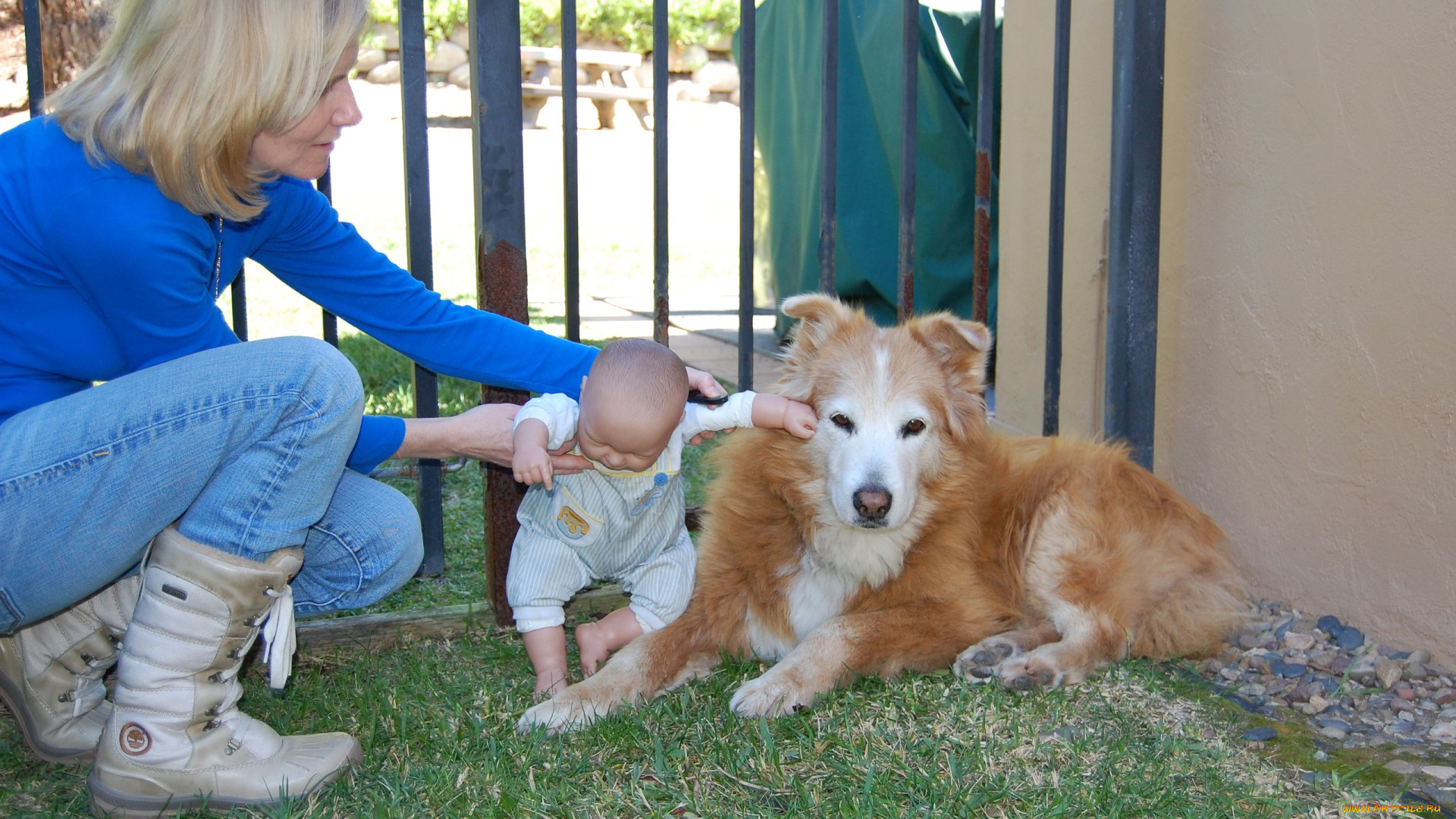 животные, собаки, пес