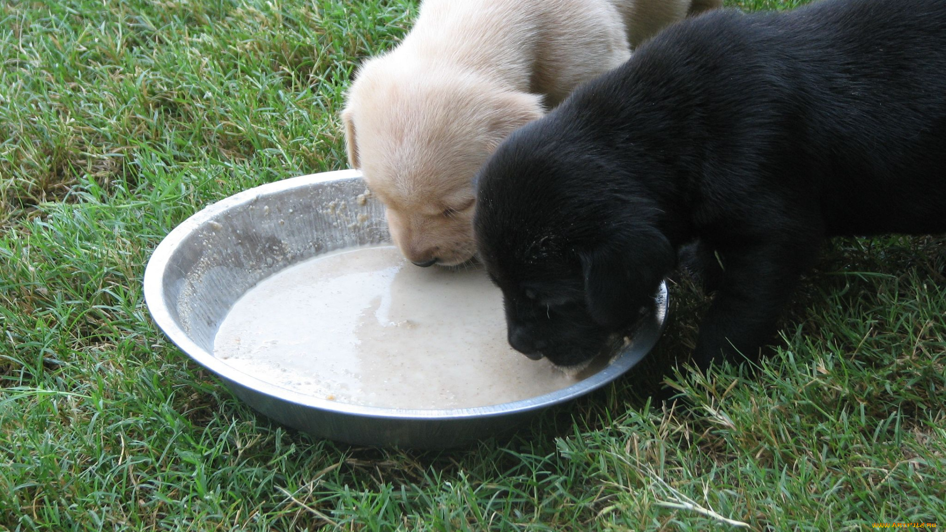 животные, собаки, щенок