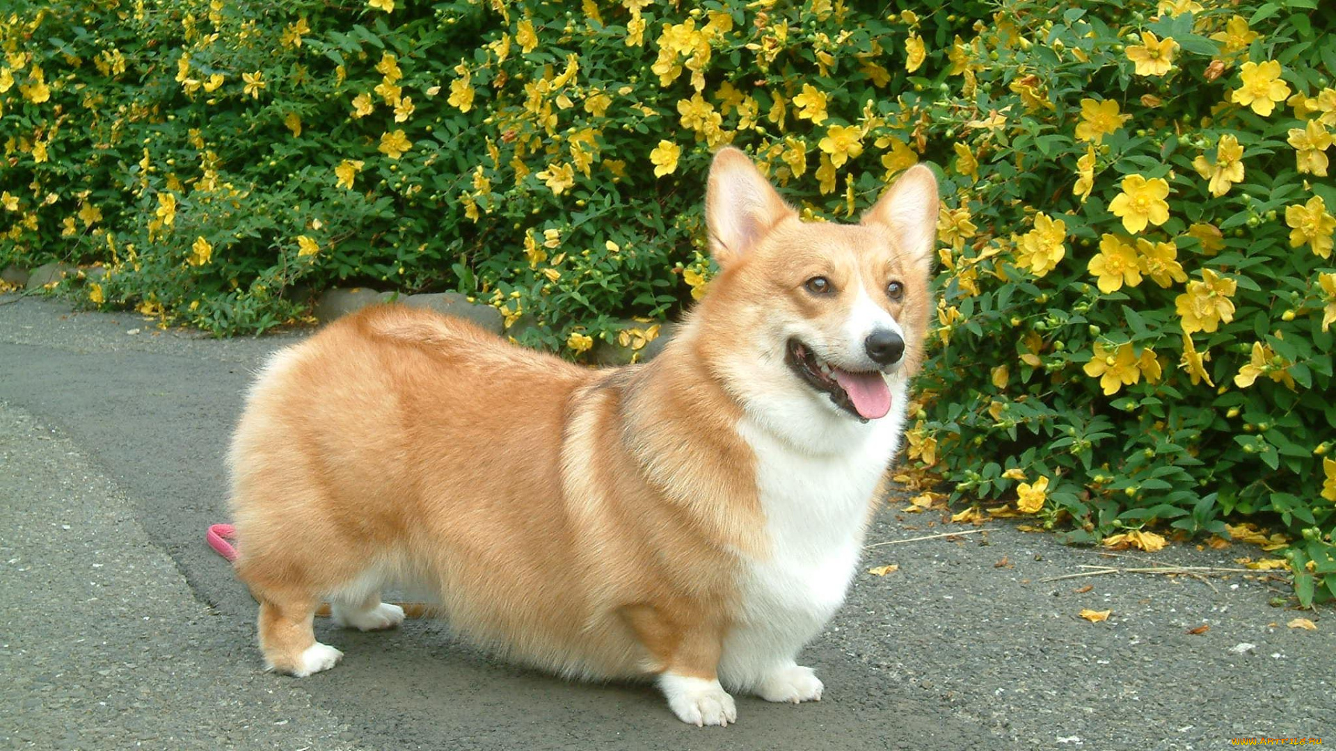 животные, собаки, вельш, корги, кардиган