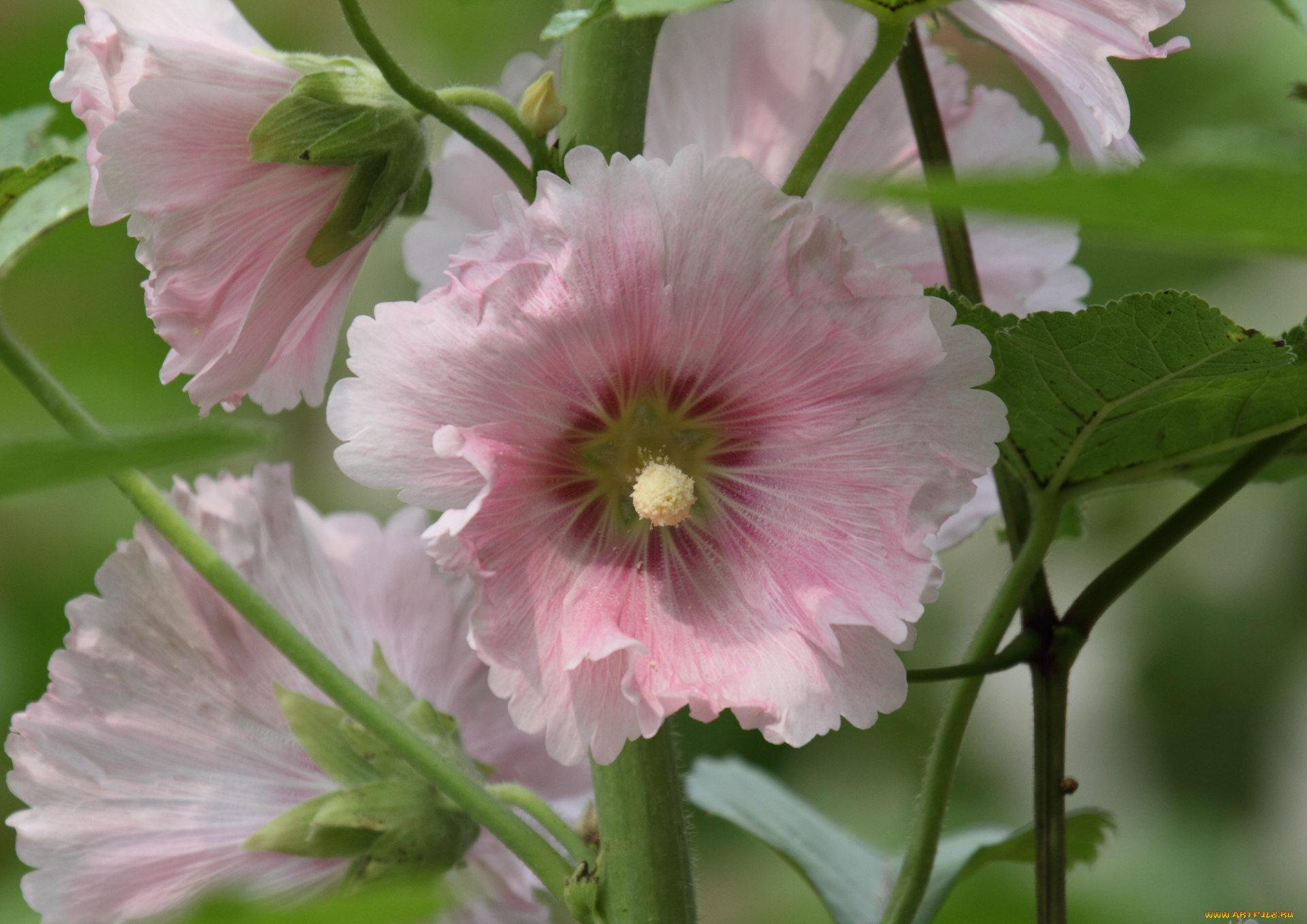 цветы, мальвы, мальва, цветок, лето