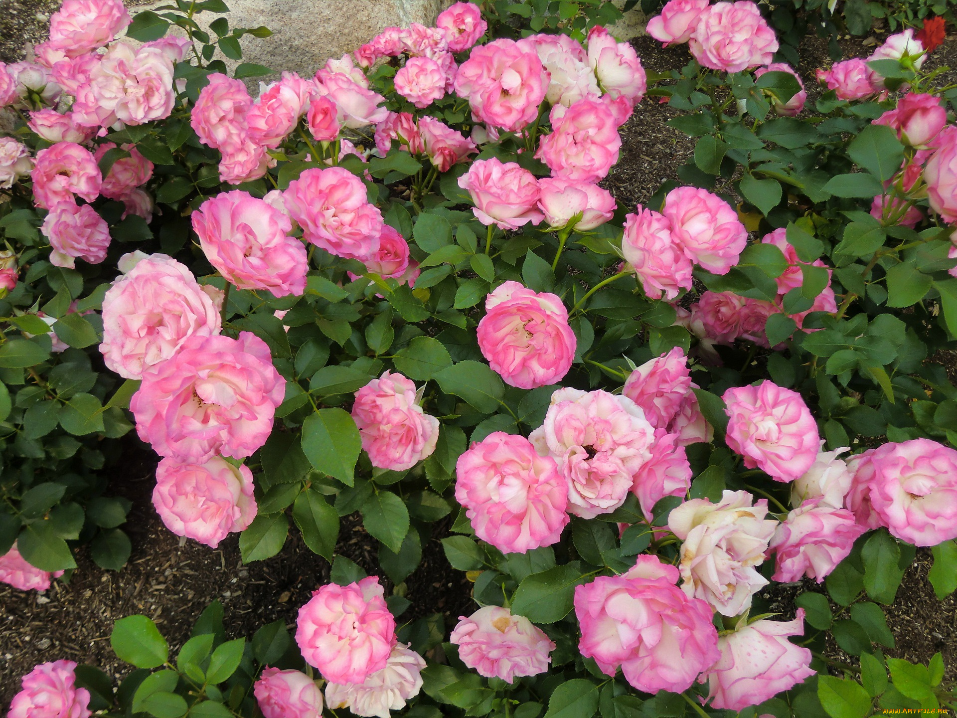 цветы, розы, куст