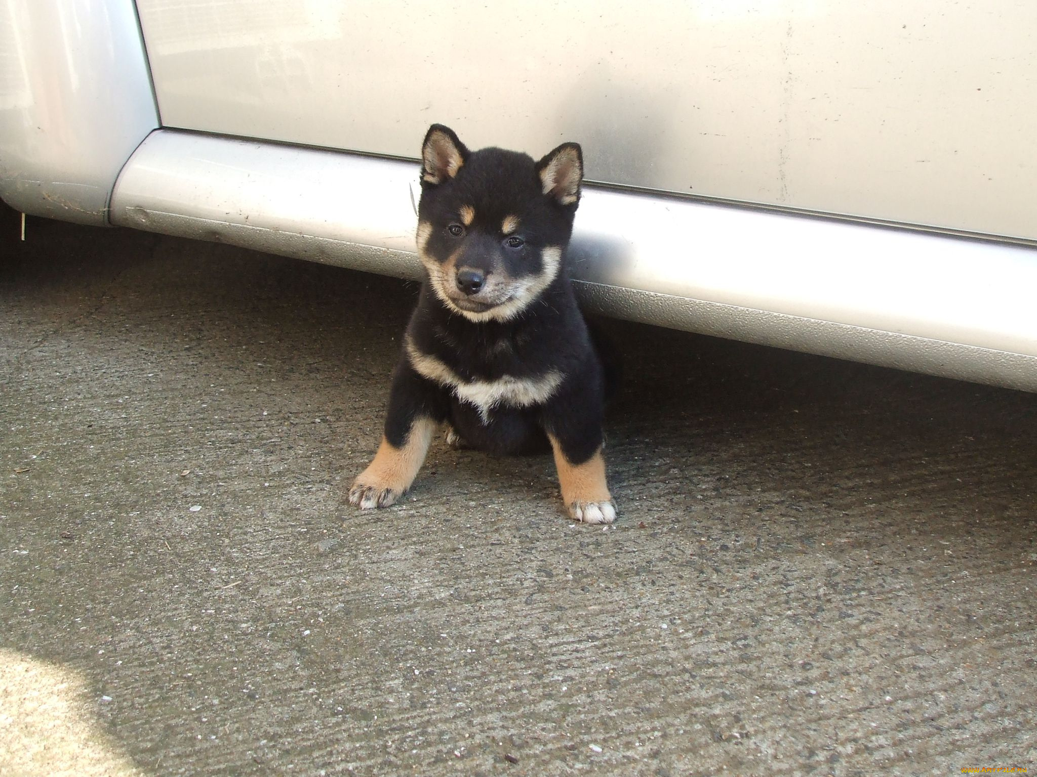 животные, собаки, щенок