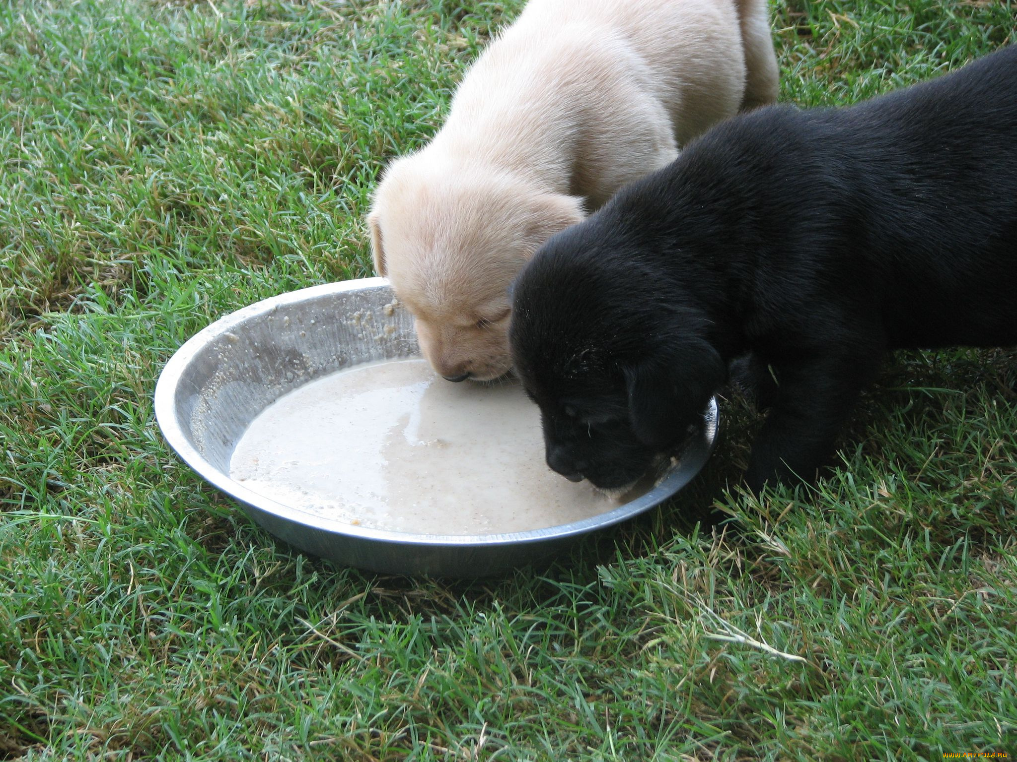 животные, собаки, щенок